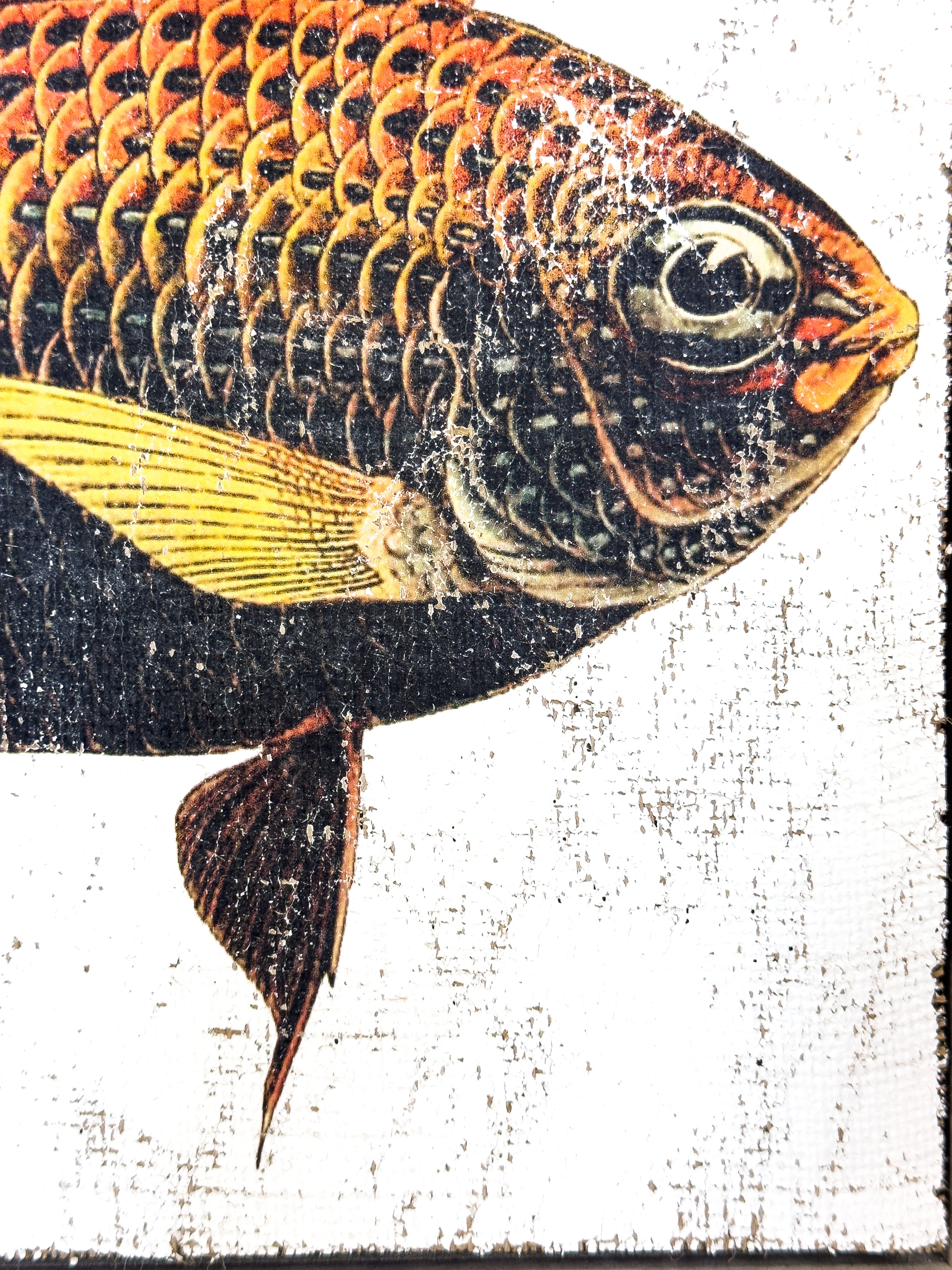 Orange and Black Fish