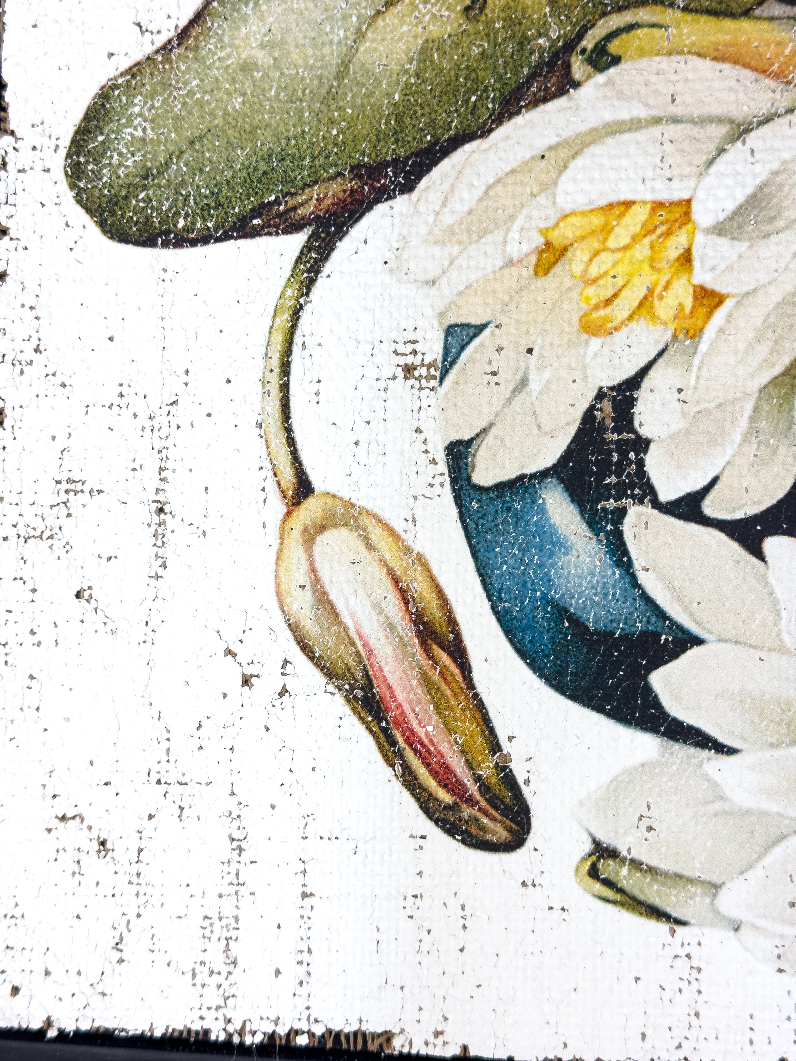 American White Water-Lily