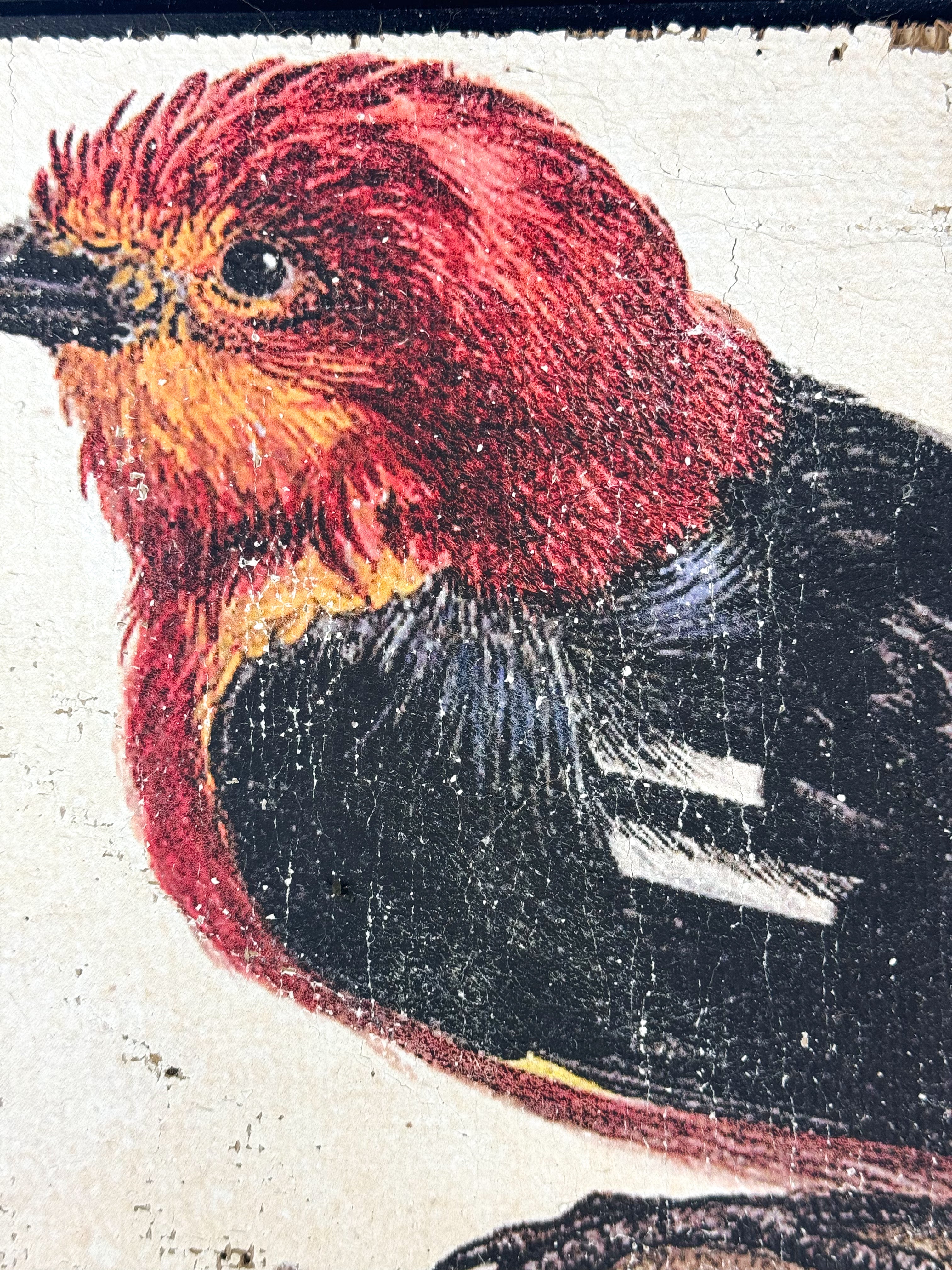 Red and Black Bird - Crimson Perch