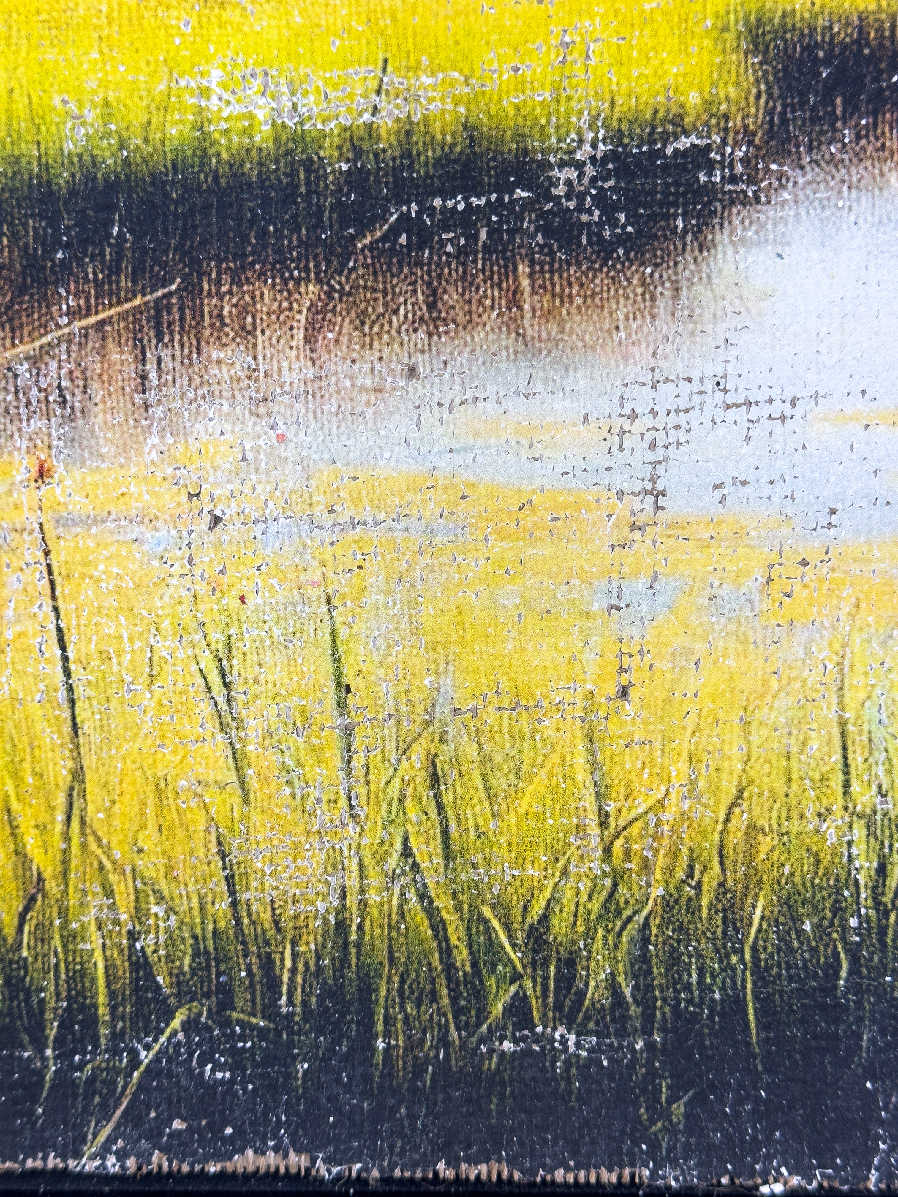 The Magic of the Marsh