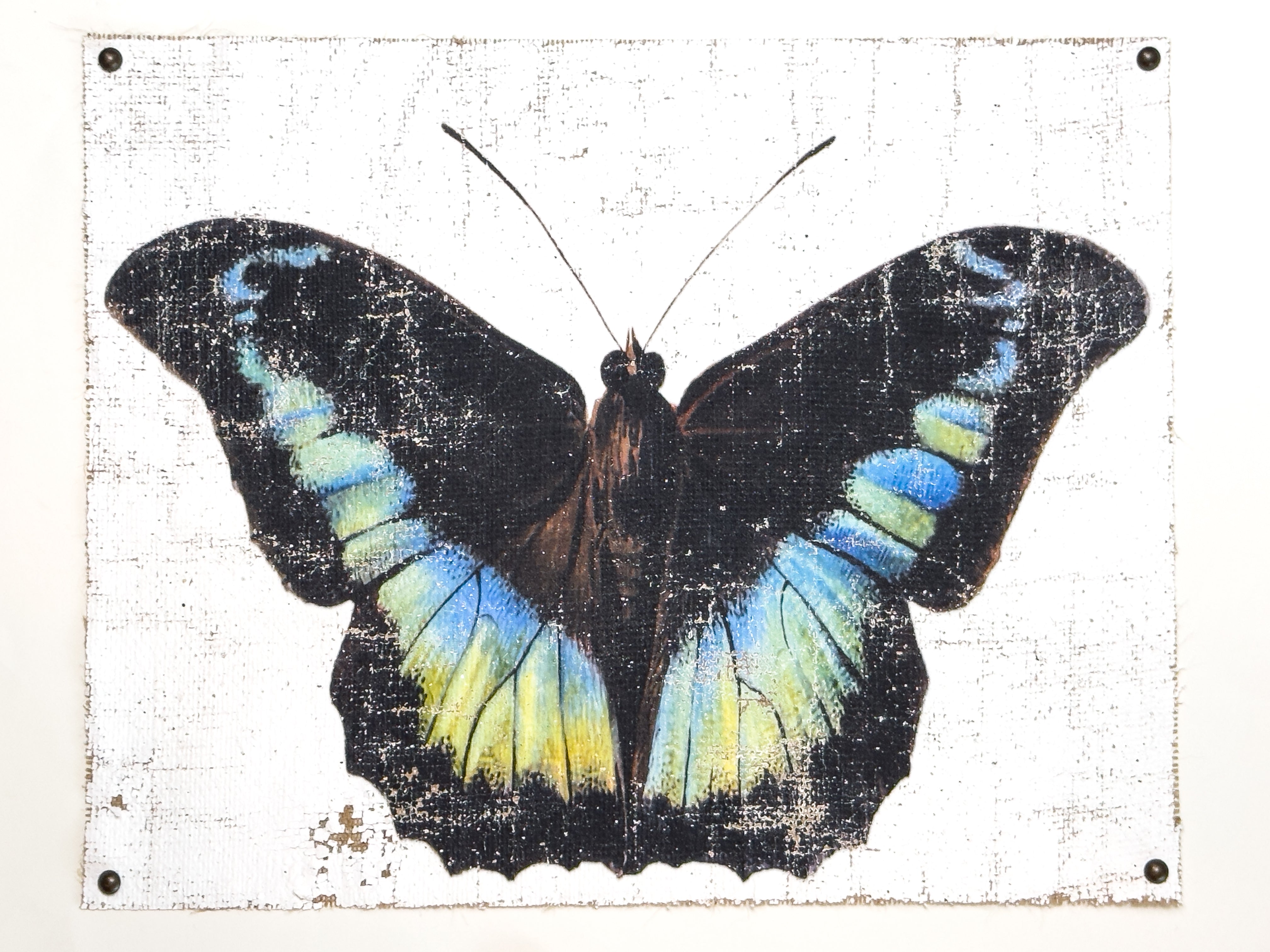 Blue Green Butterfly