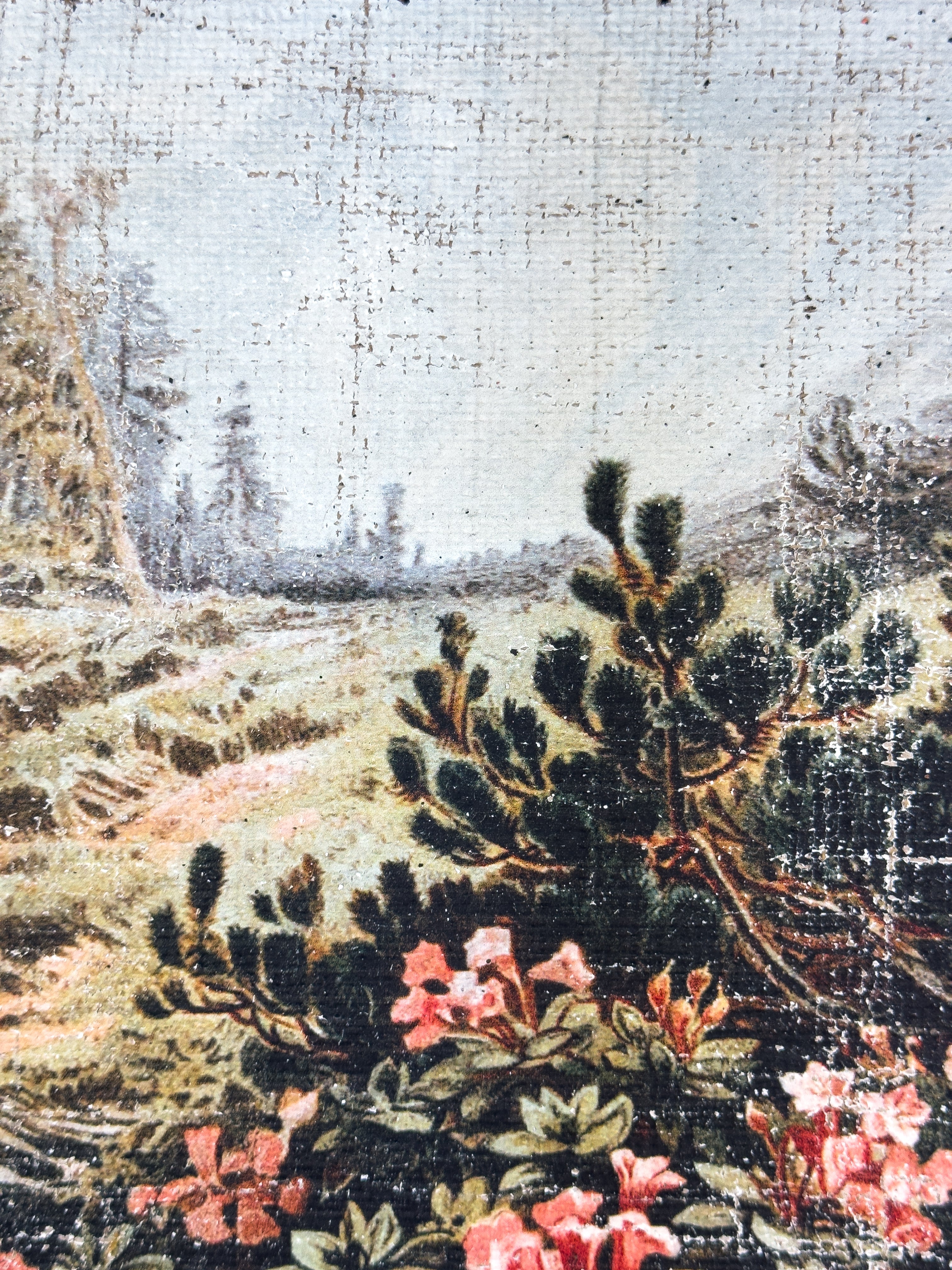 Pink Flowers on a Cliffside