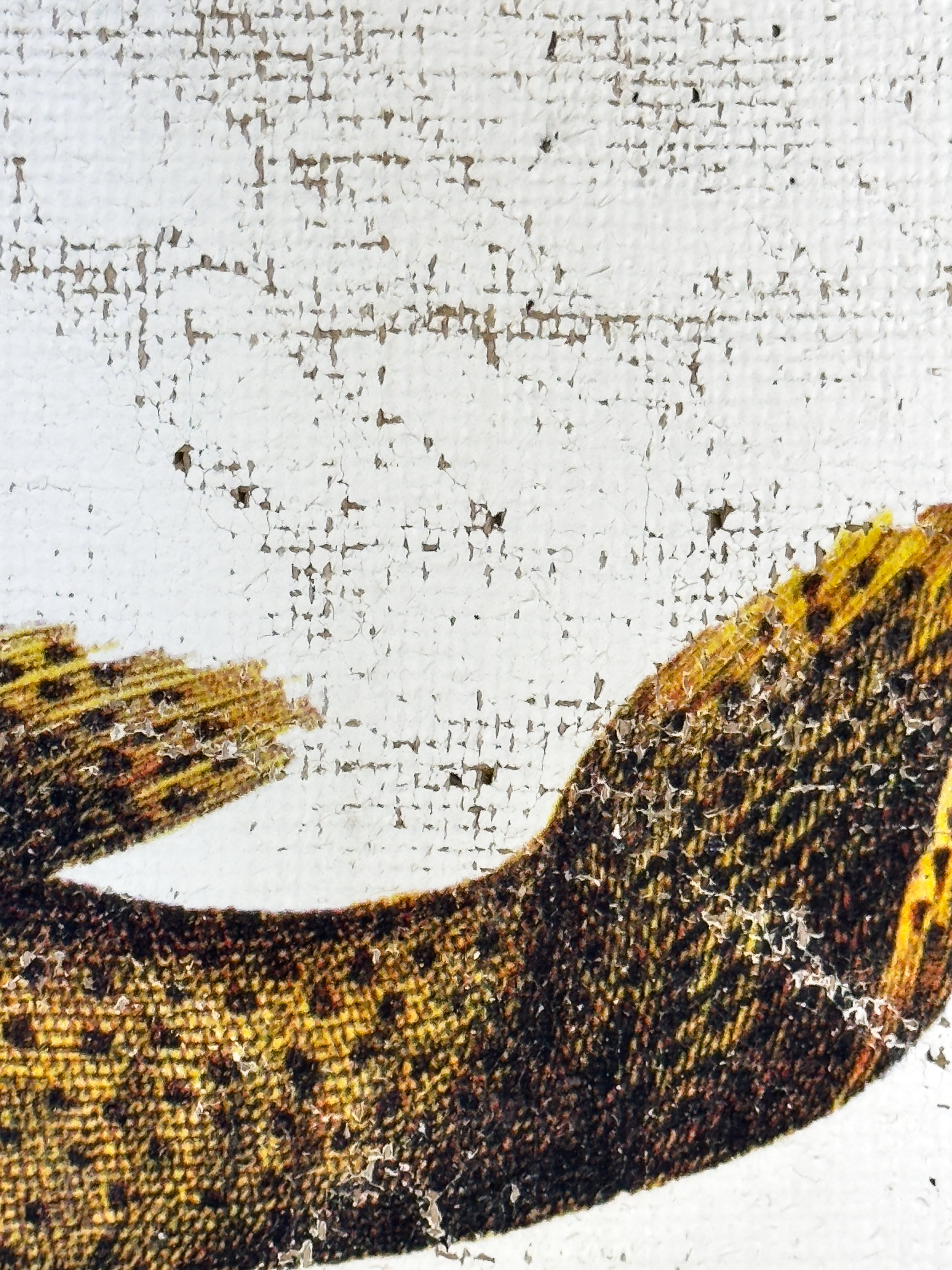 Brown Spotted Grouper