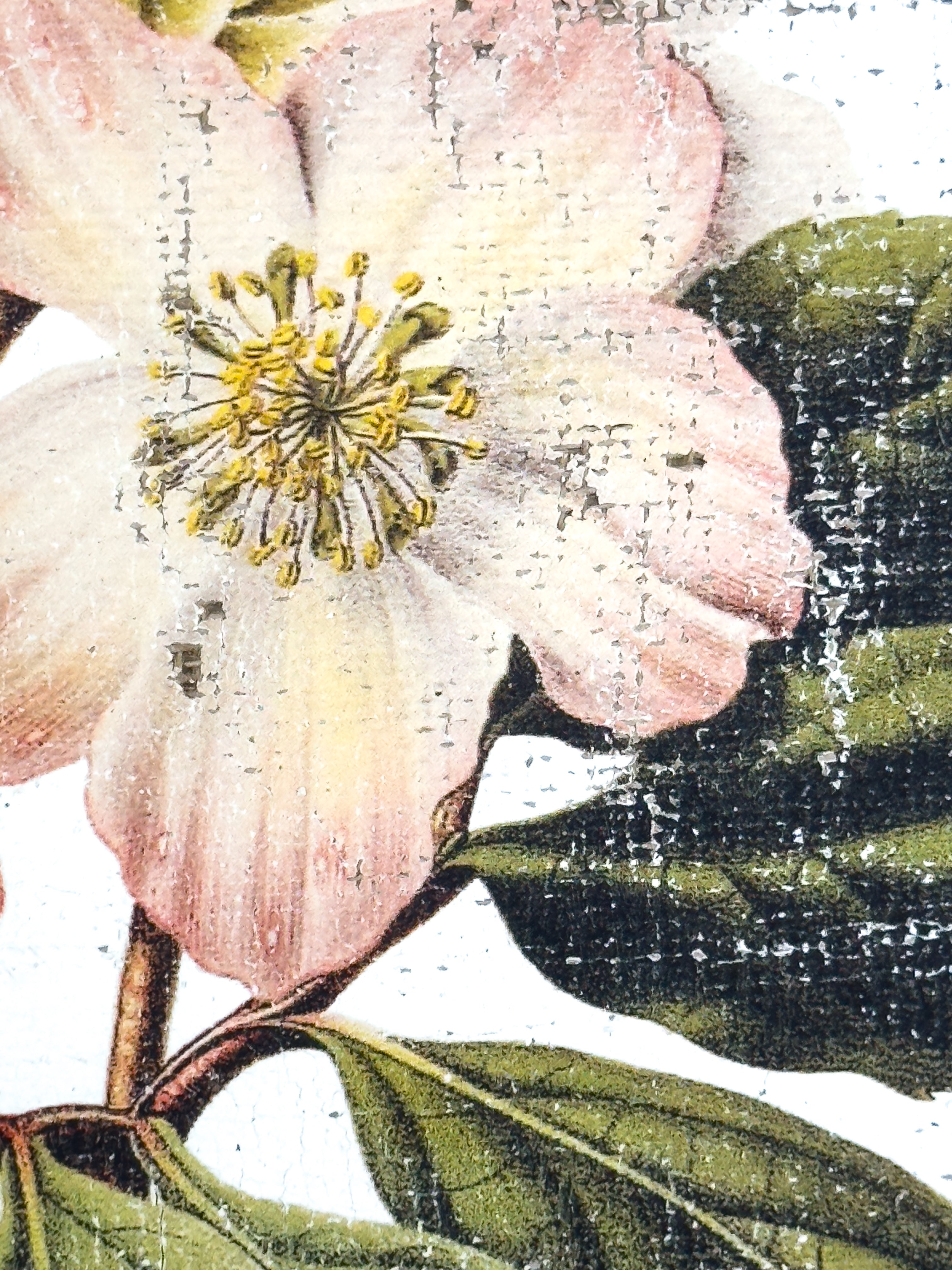 Pink and Cream Flowers - Winter's Jewel