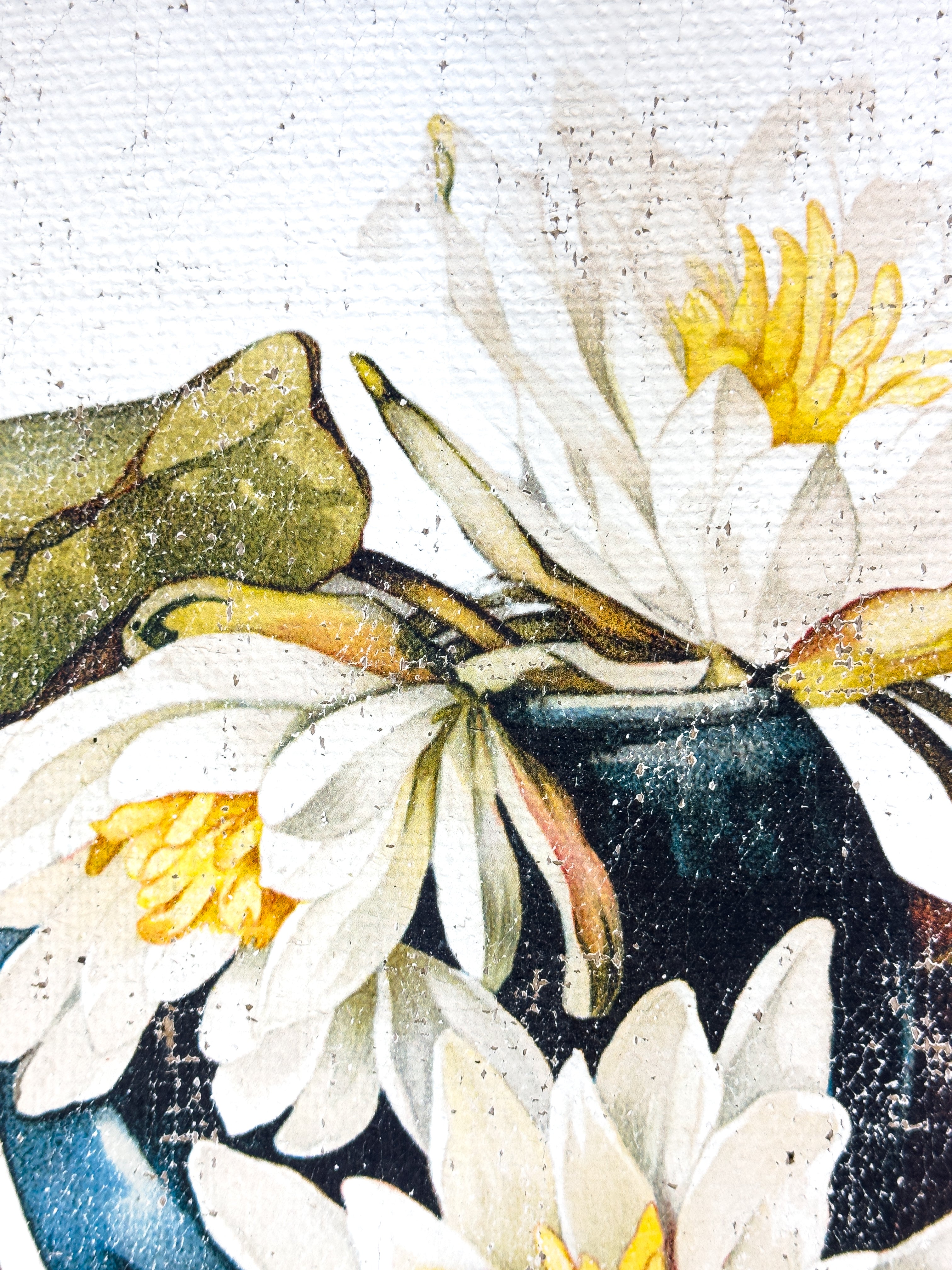 American White Water-Lily