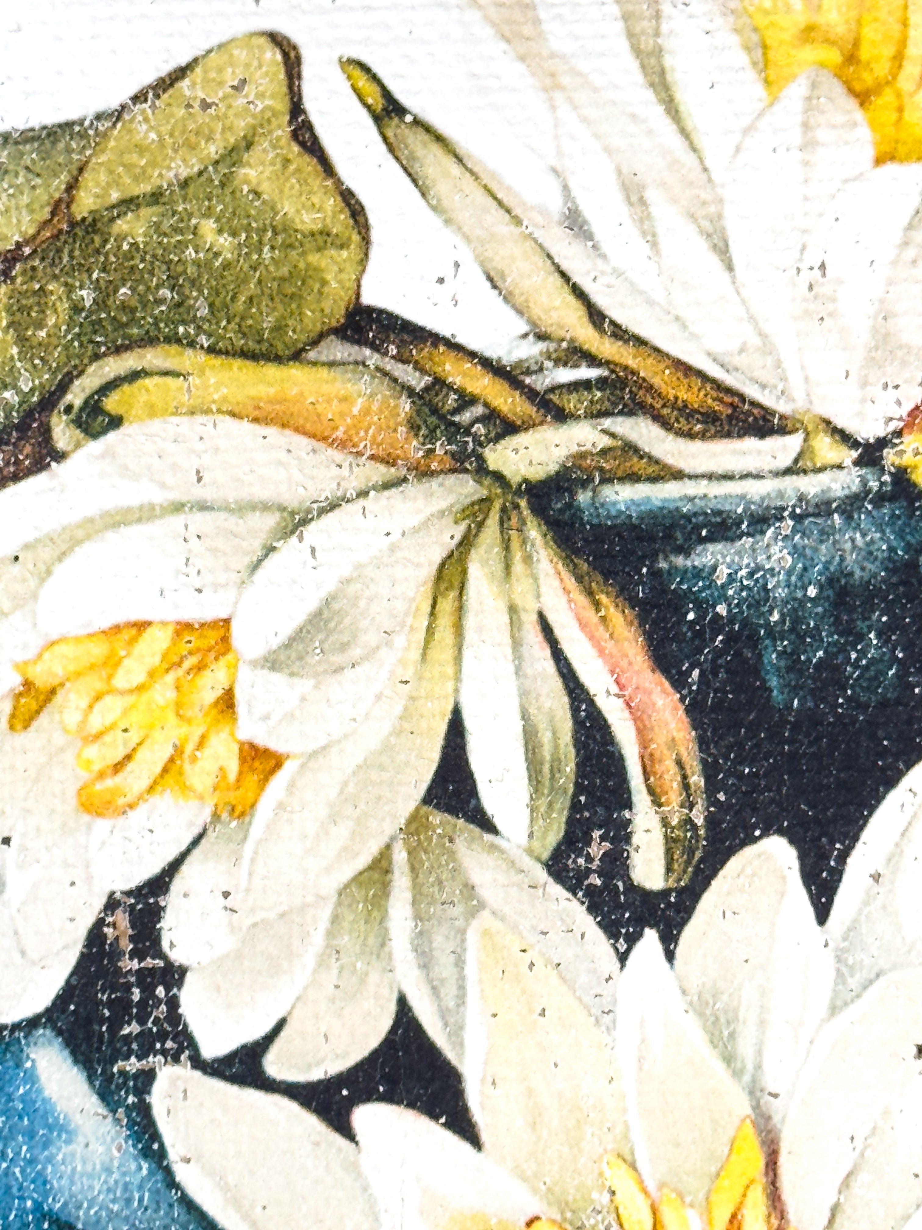 American White Water-Lily