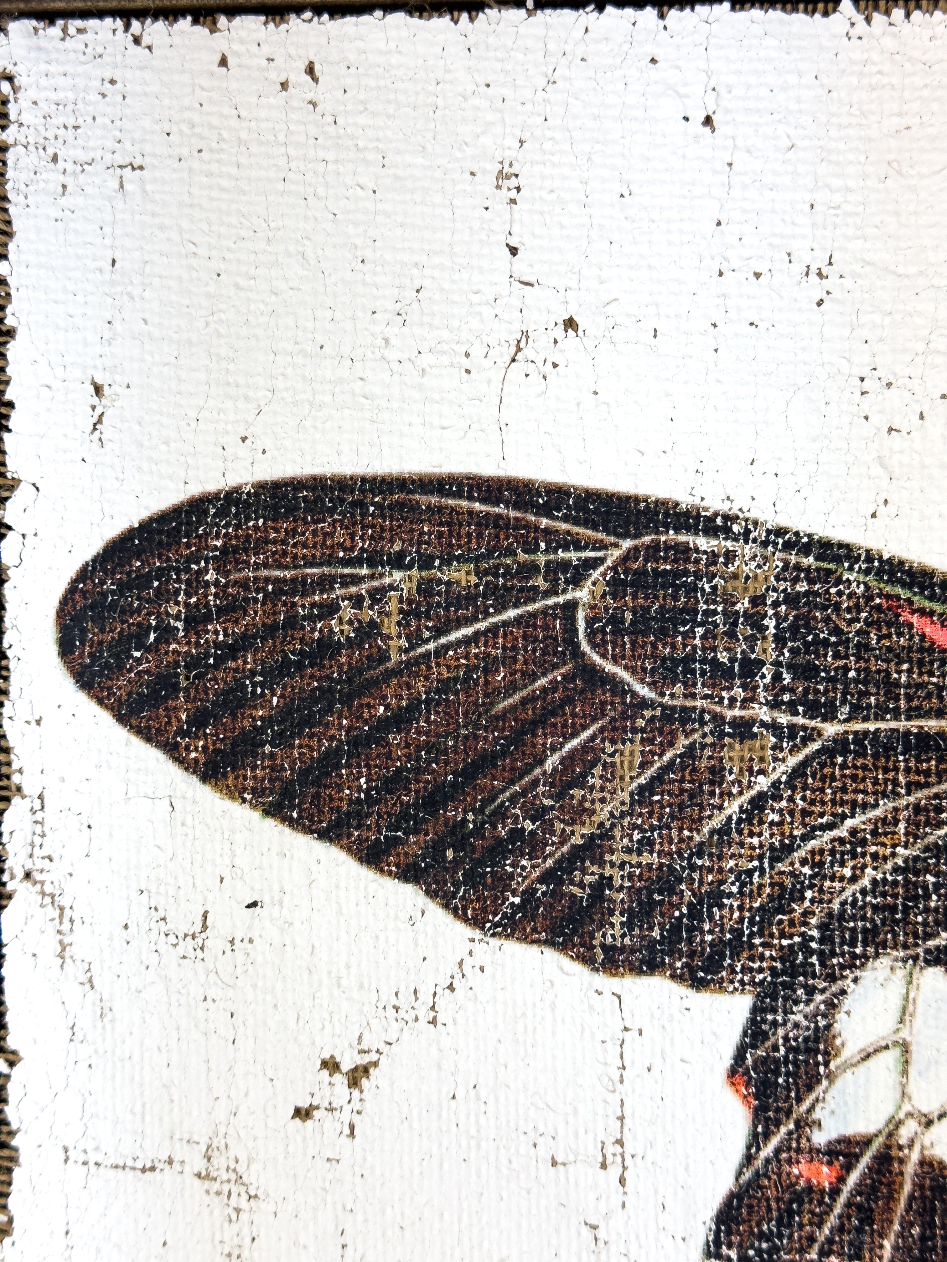 Swallowtail butterfly