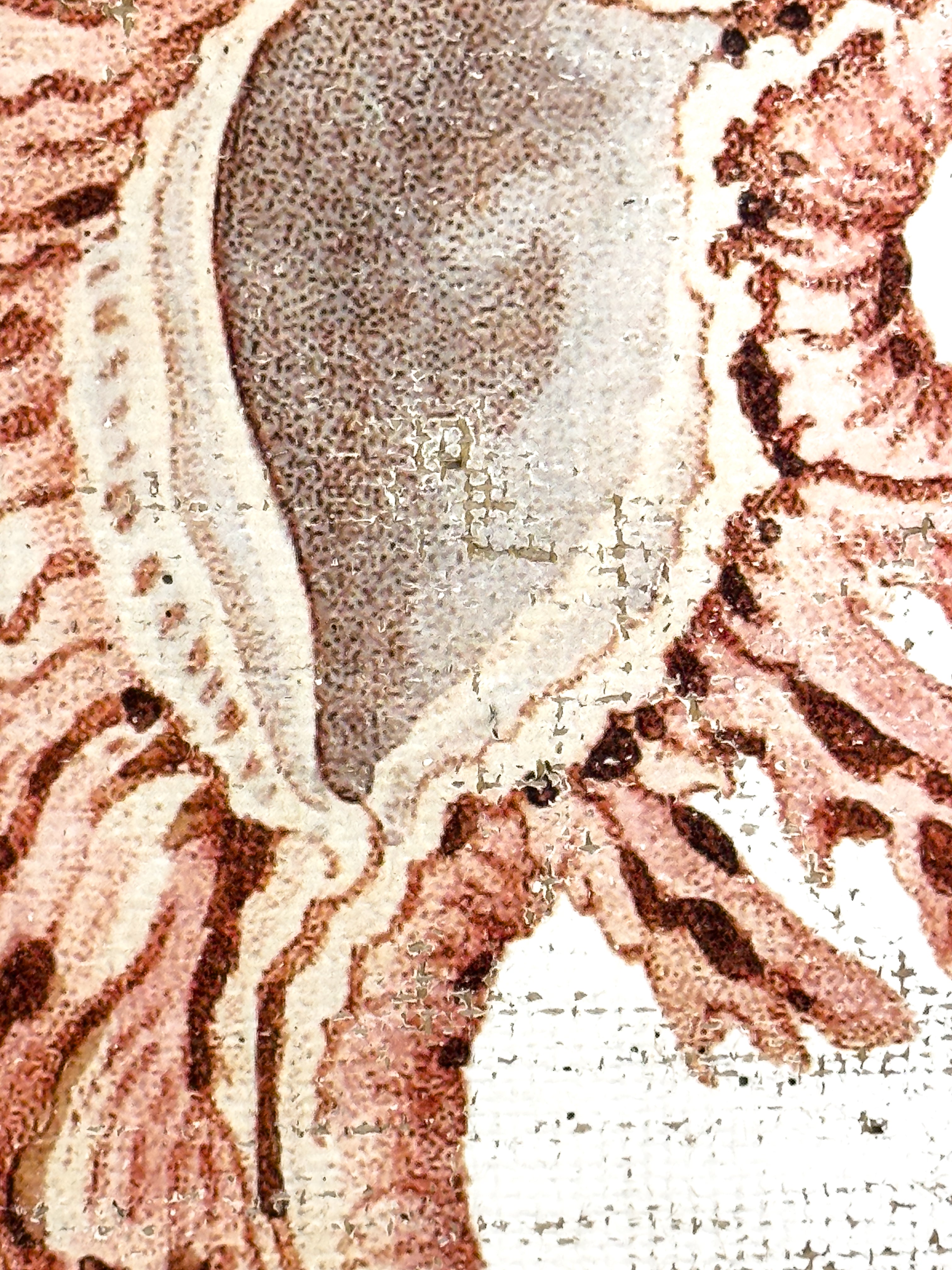 Pink Seashell - Lace Murex