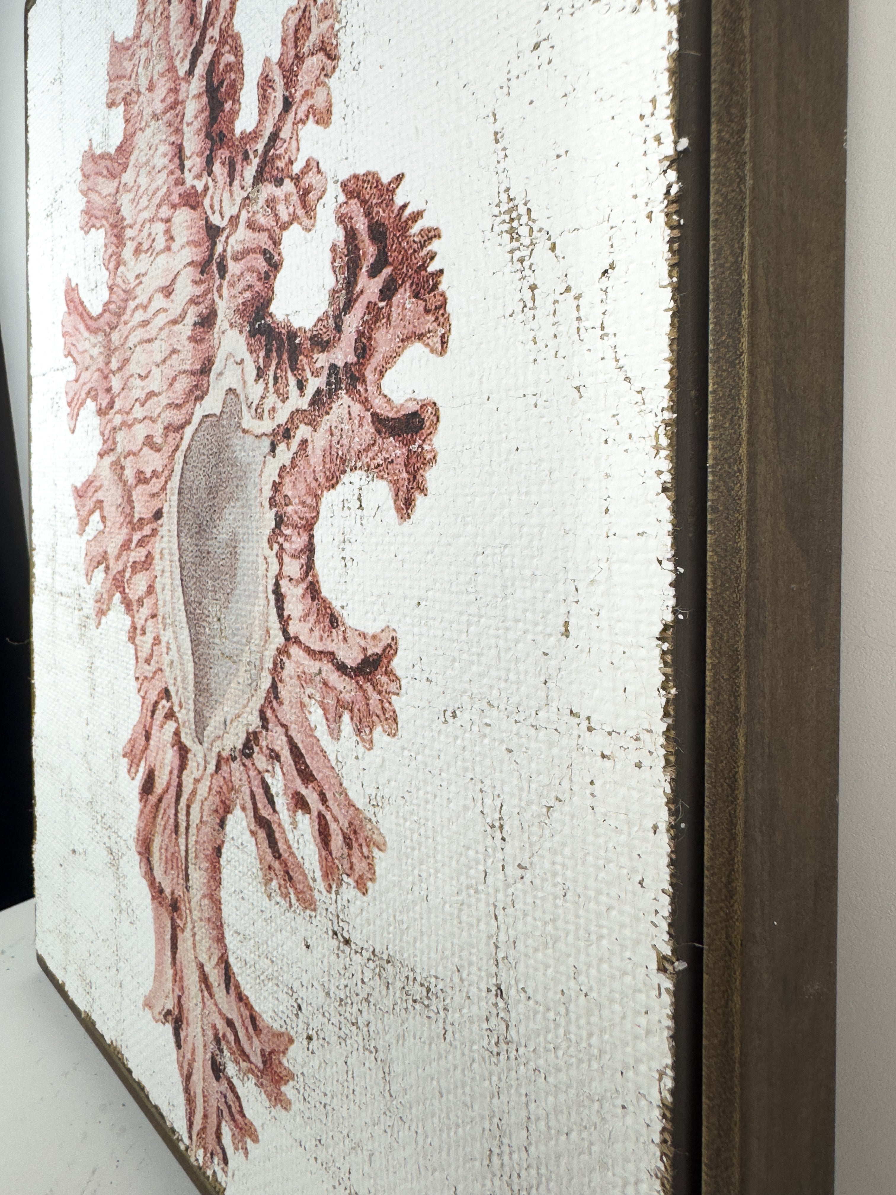 Pink Seashell - Lace Murex