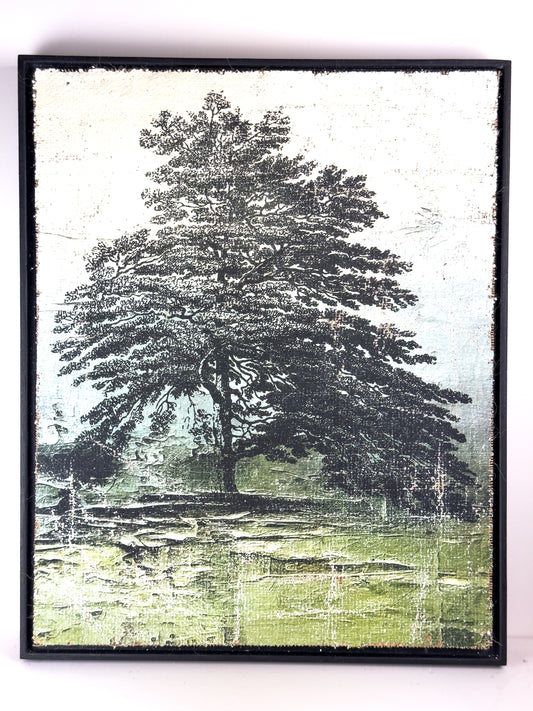 Rocky Mountain Pine