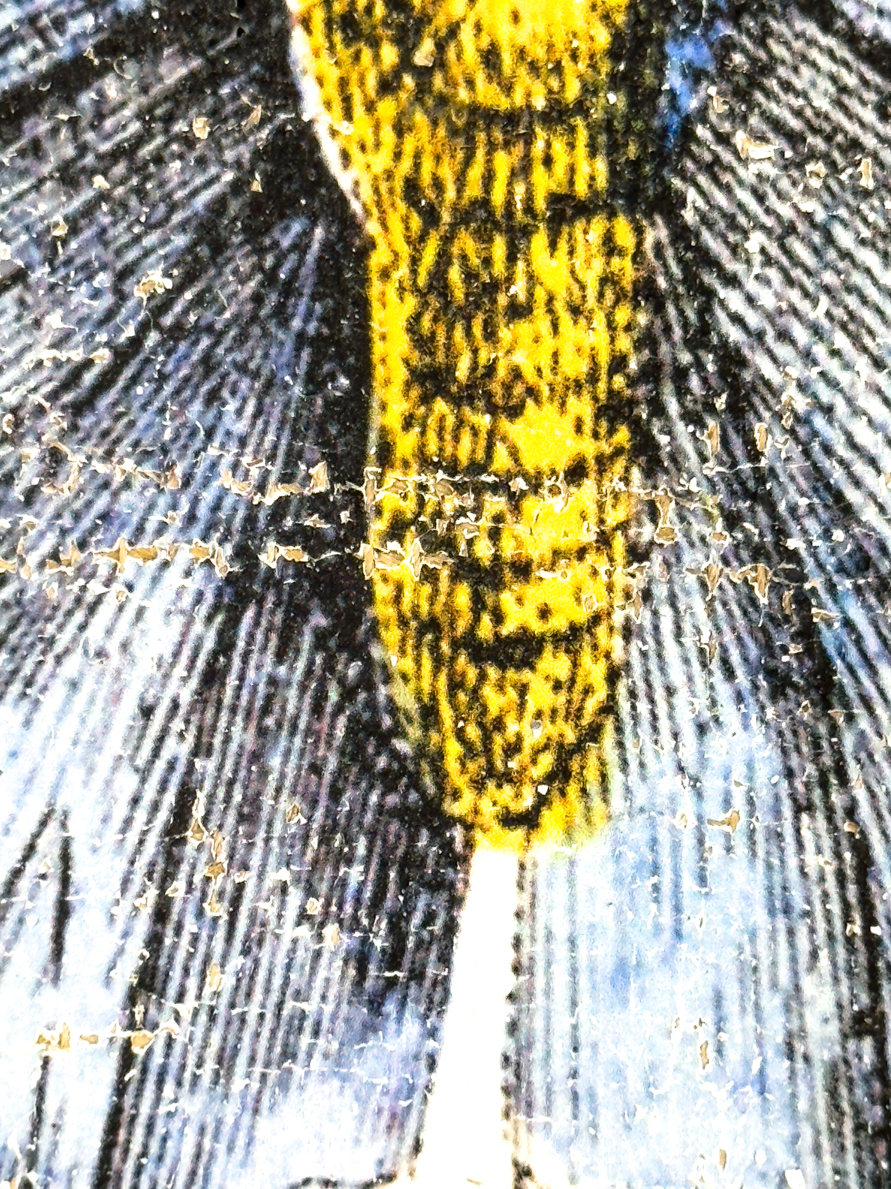 Redspot Gossamer-winged Butterfly