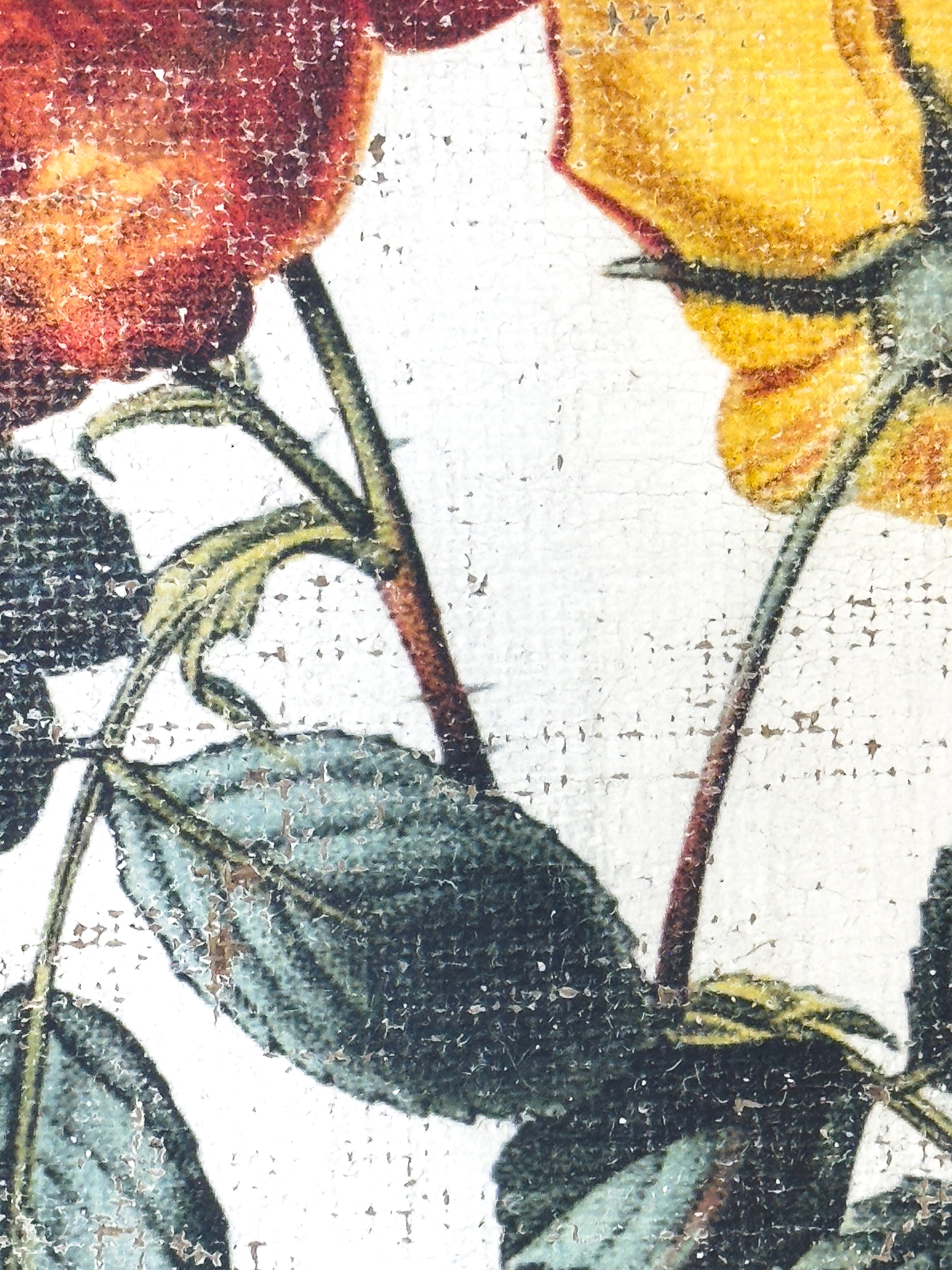 Red and Yellow Roses