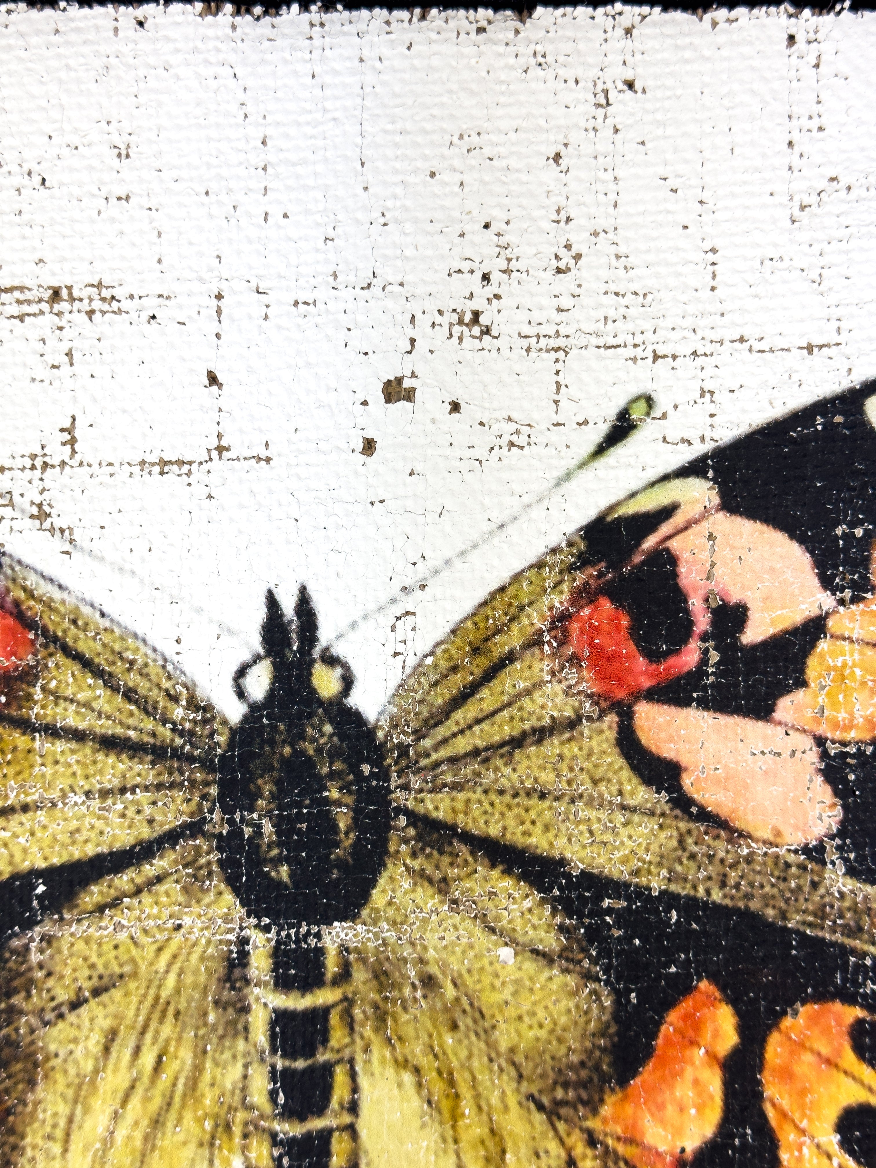 Brush-footed butterfy