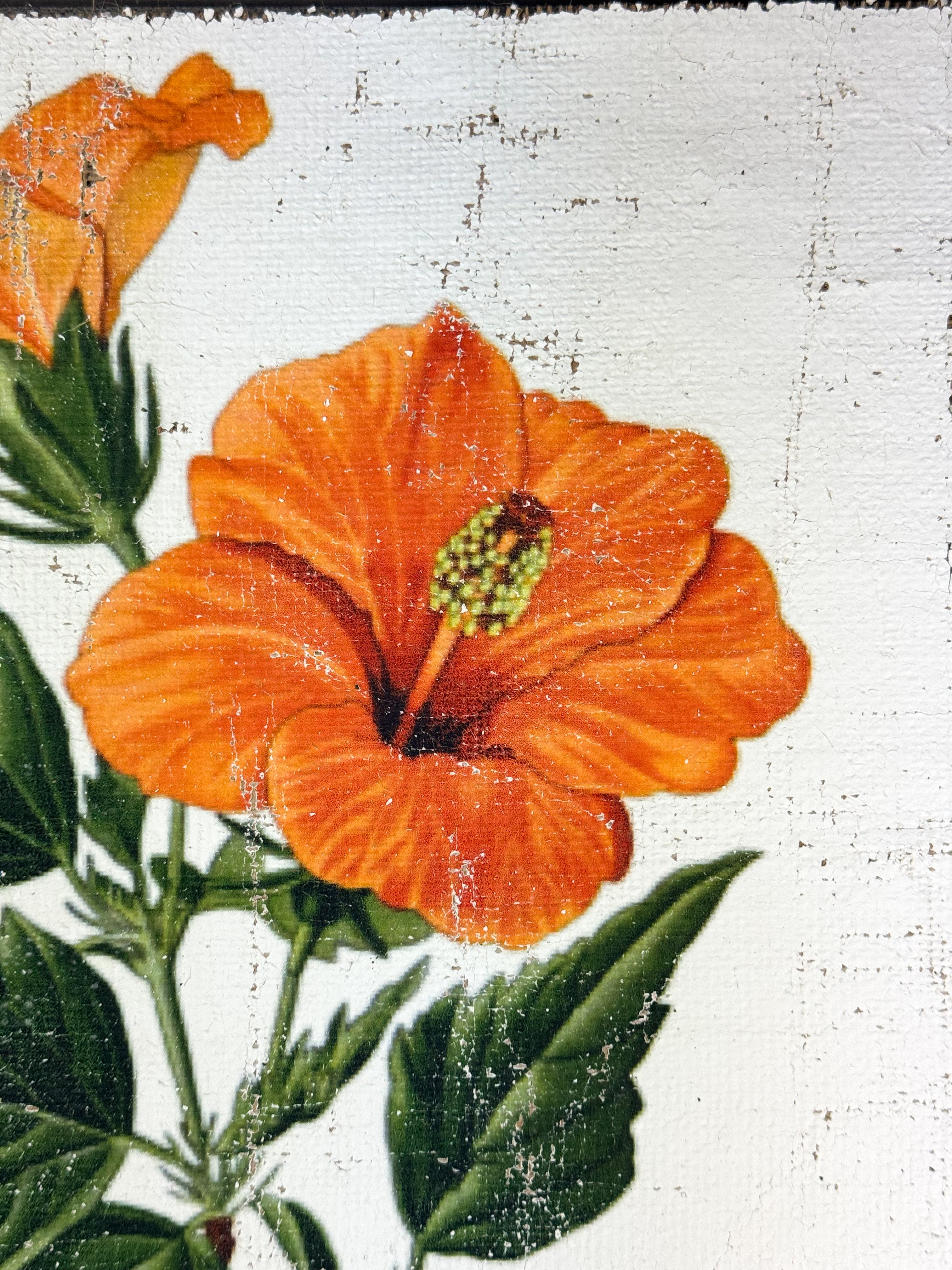 Orange Tropical Hibiscus