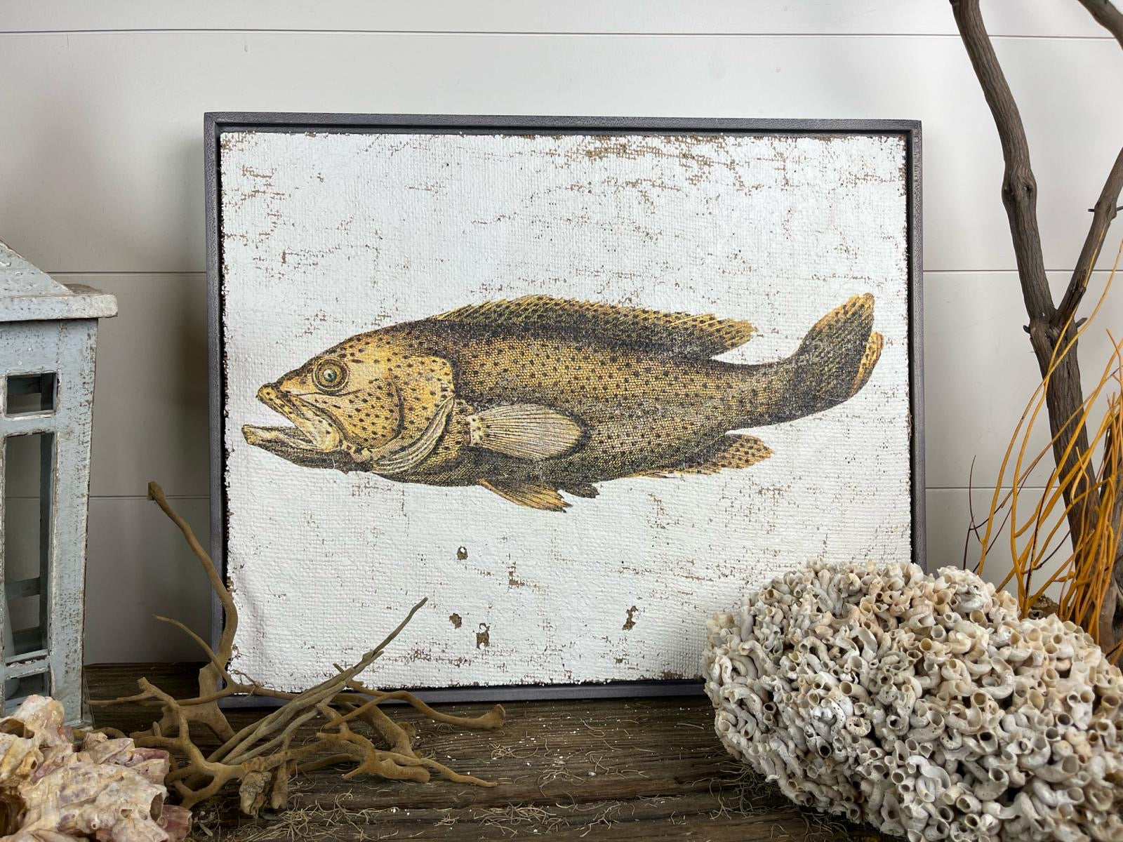 Brown Spotted Grouper