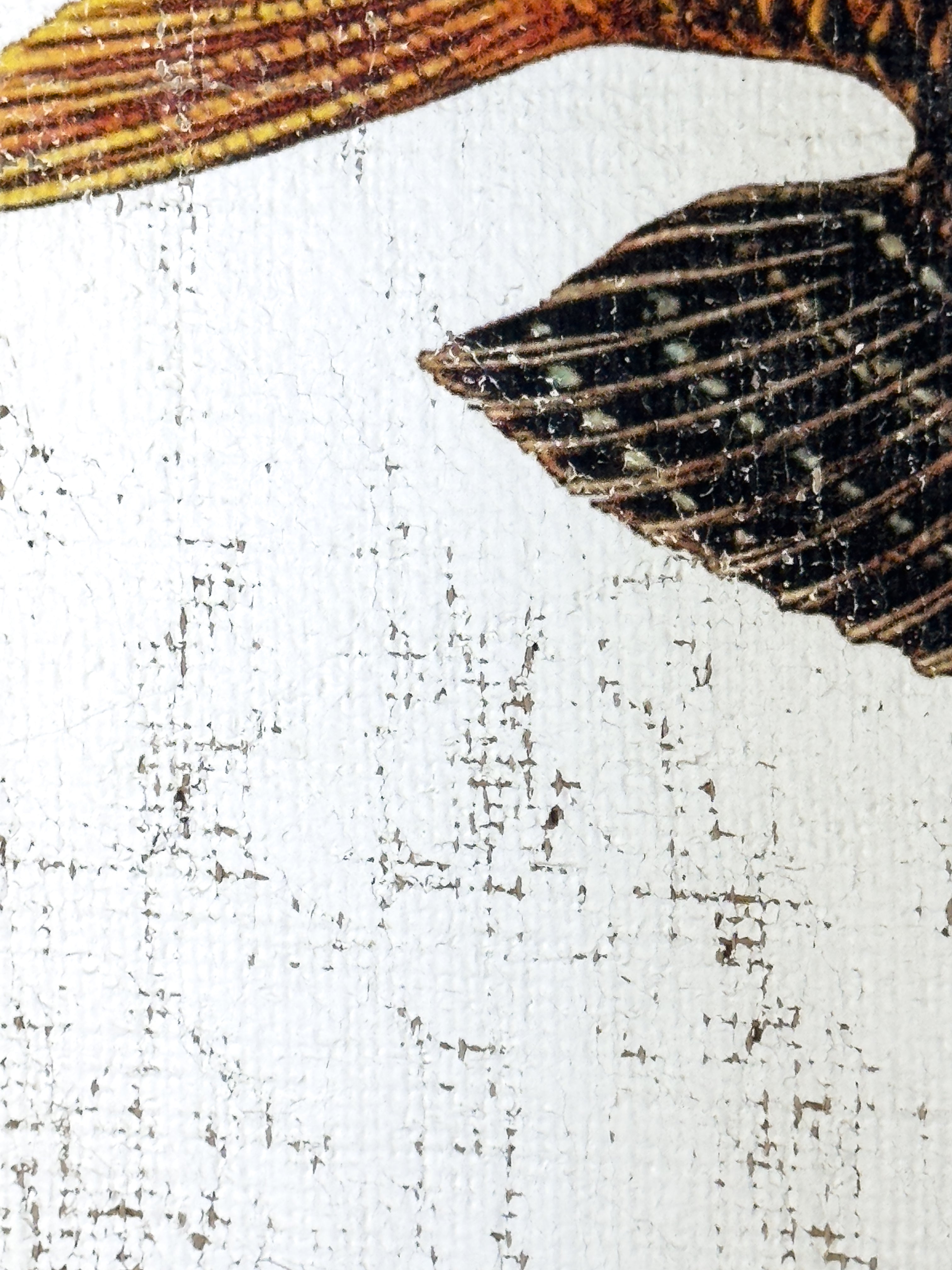 Orange and Black Fish