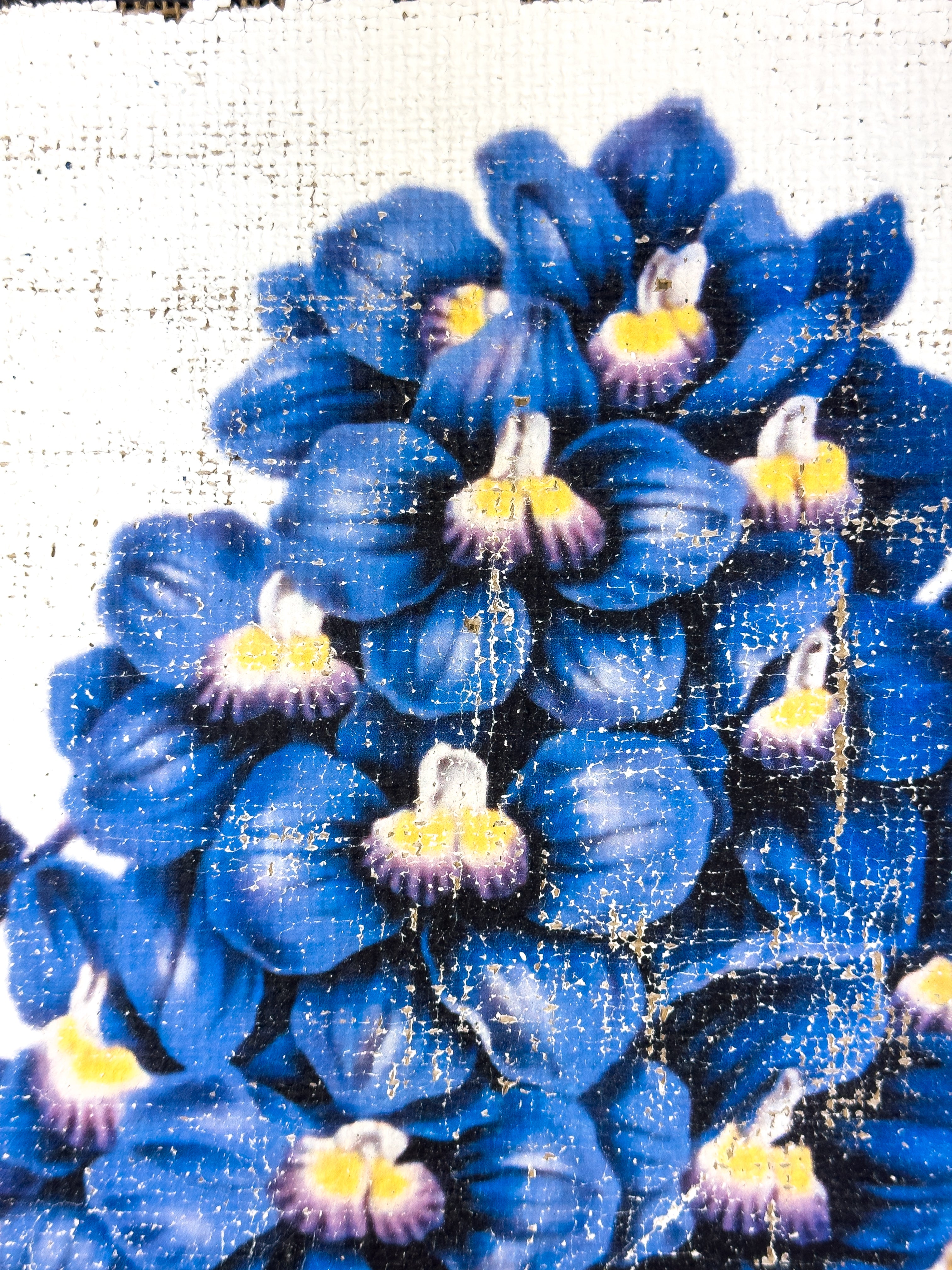 Blue Flowers of Radiance