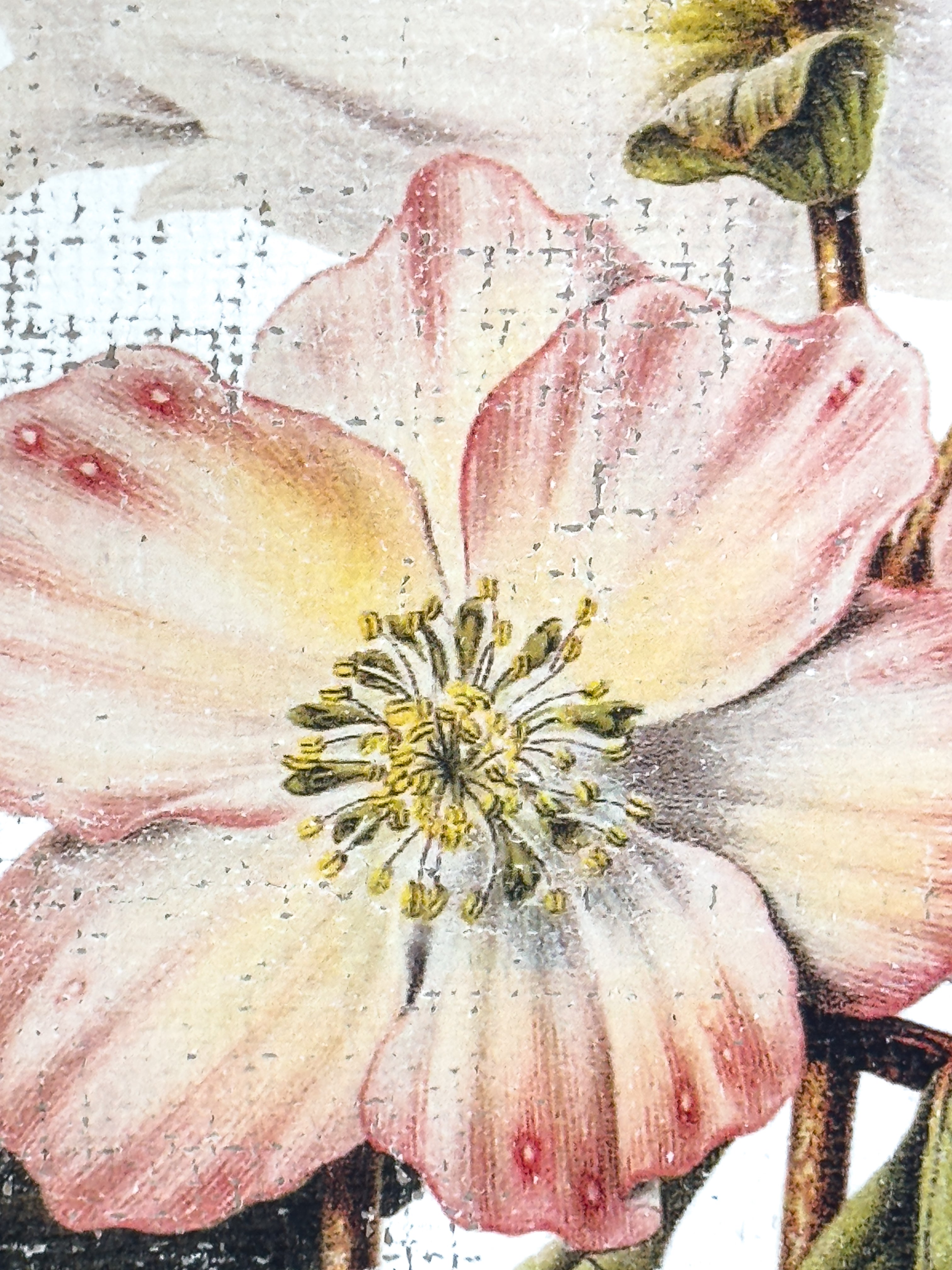 Pink and Cream Flowers - Winter's Jewel