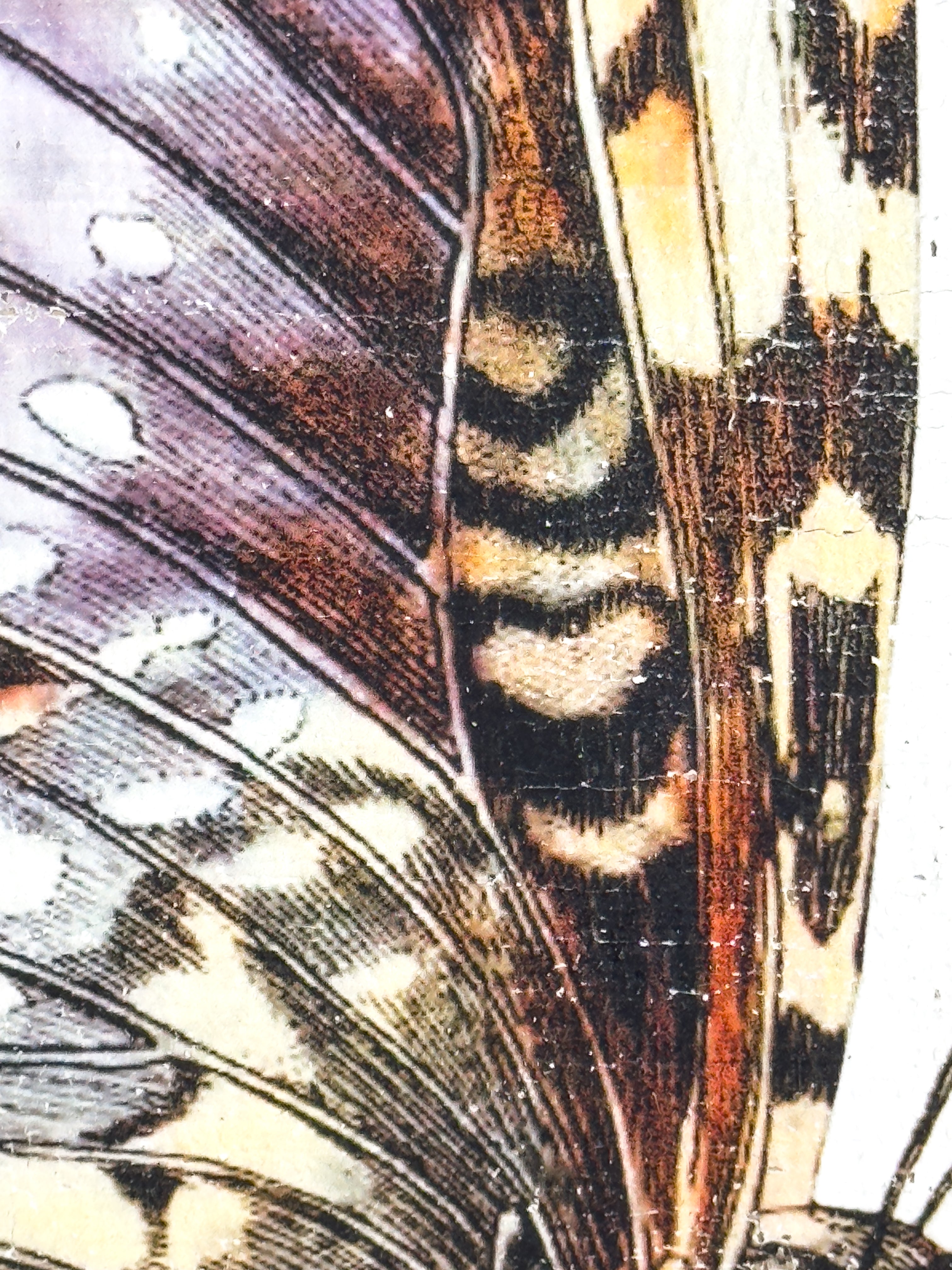 Purple White Witch Moth