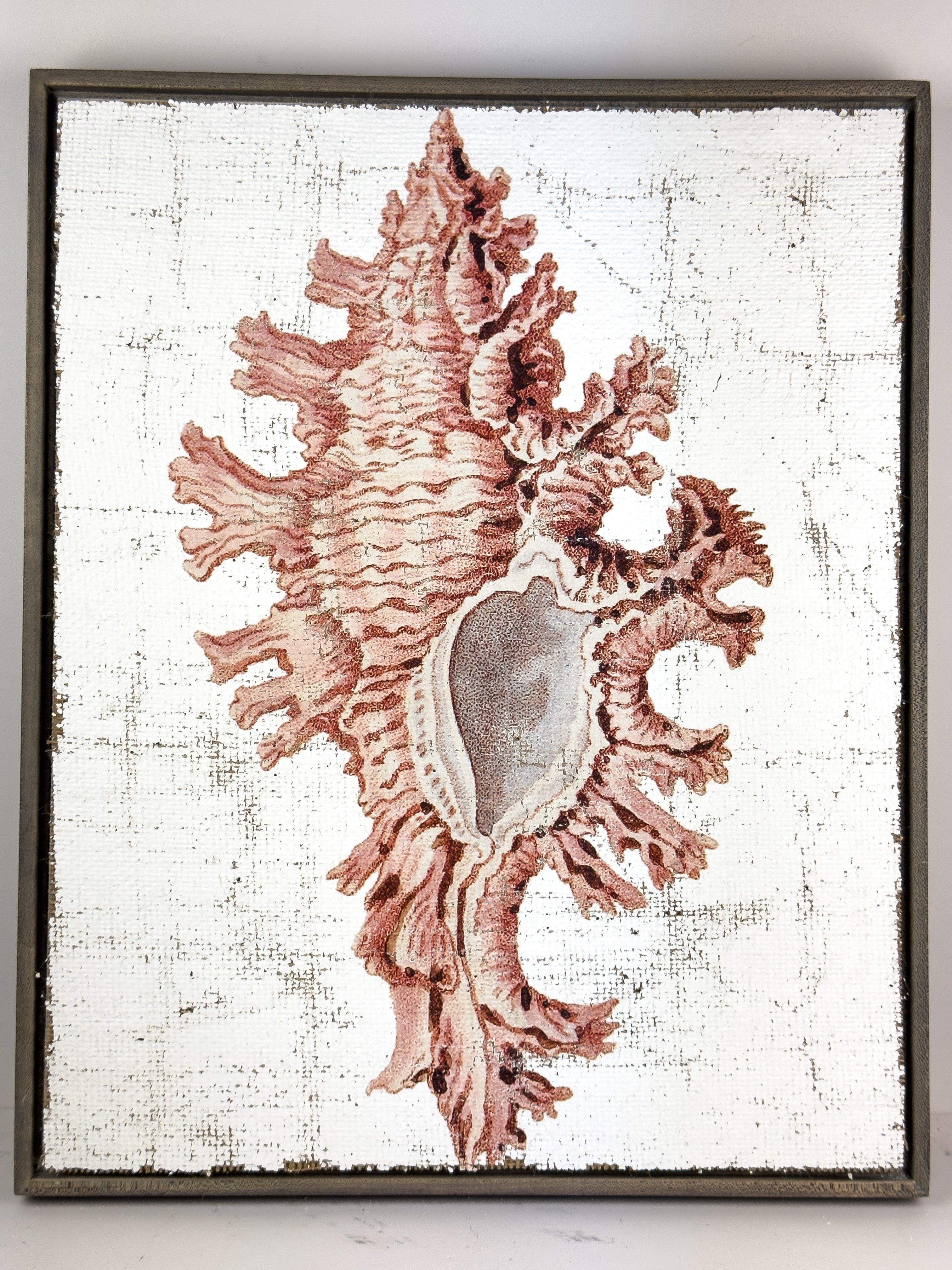 Pink Seashell - Lace Murex