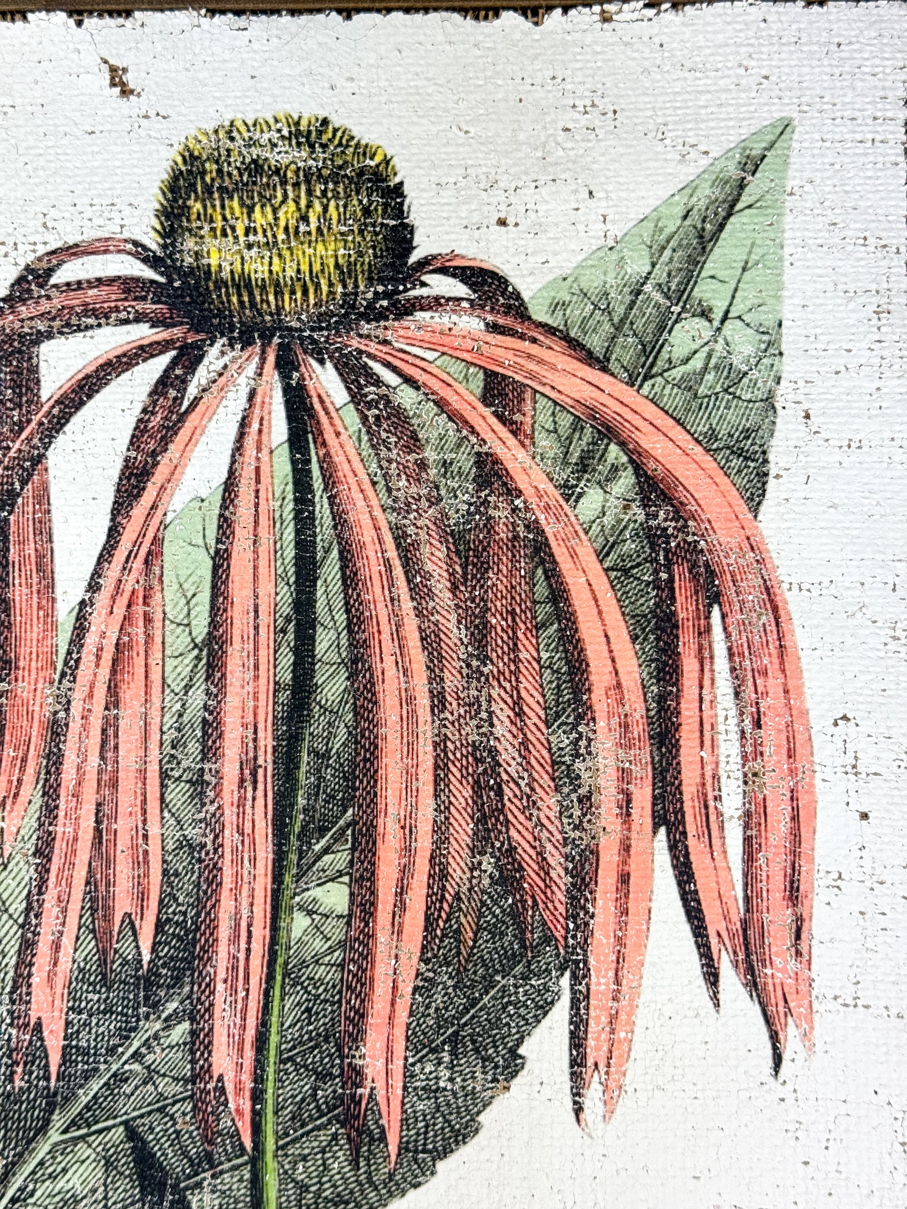 Pink Coneflower