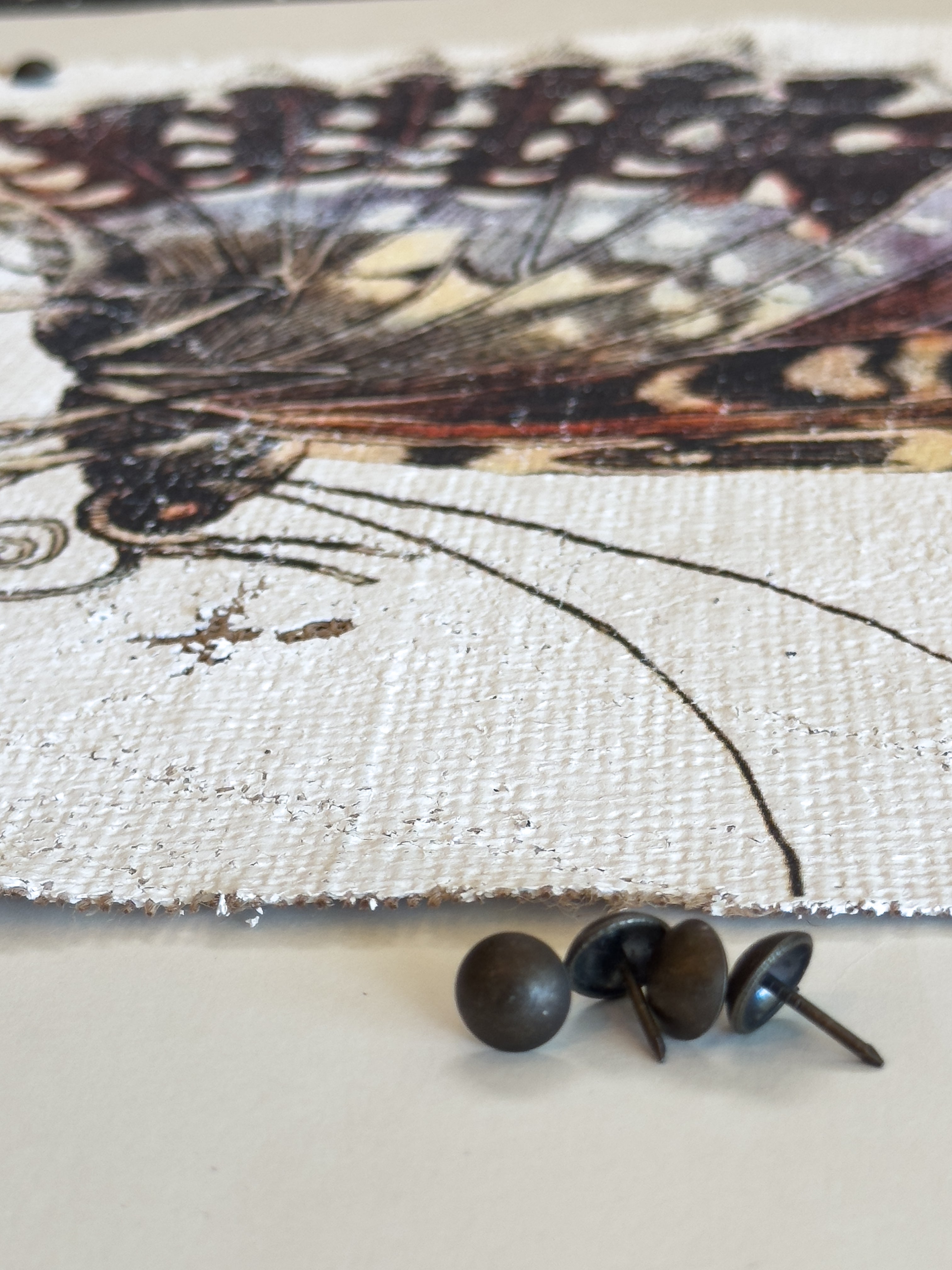 Purple White Witch Moth