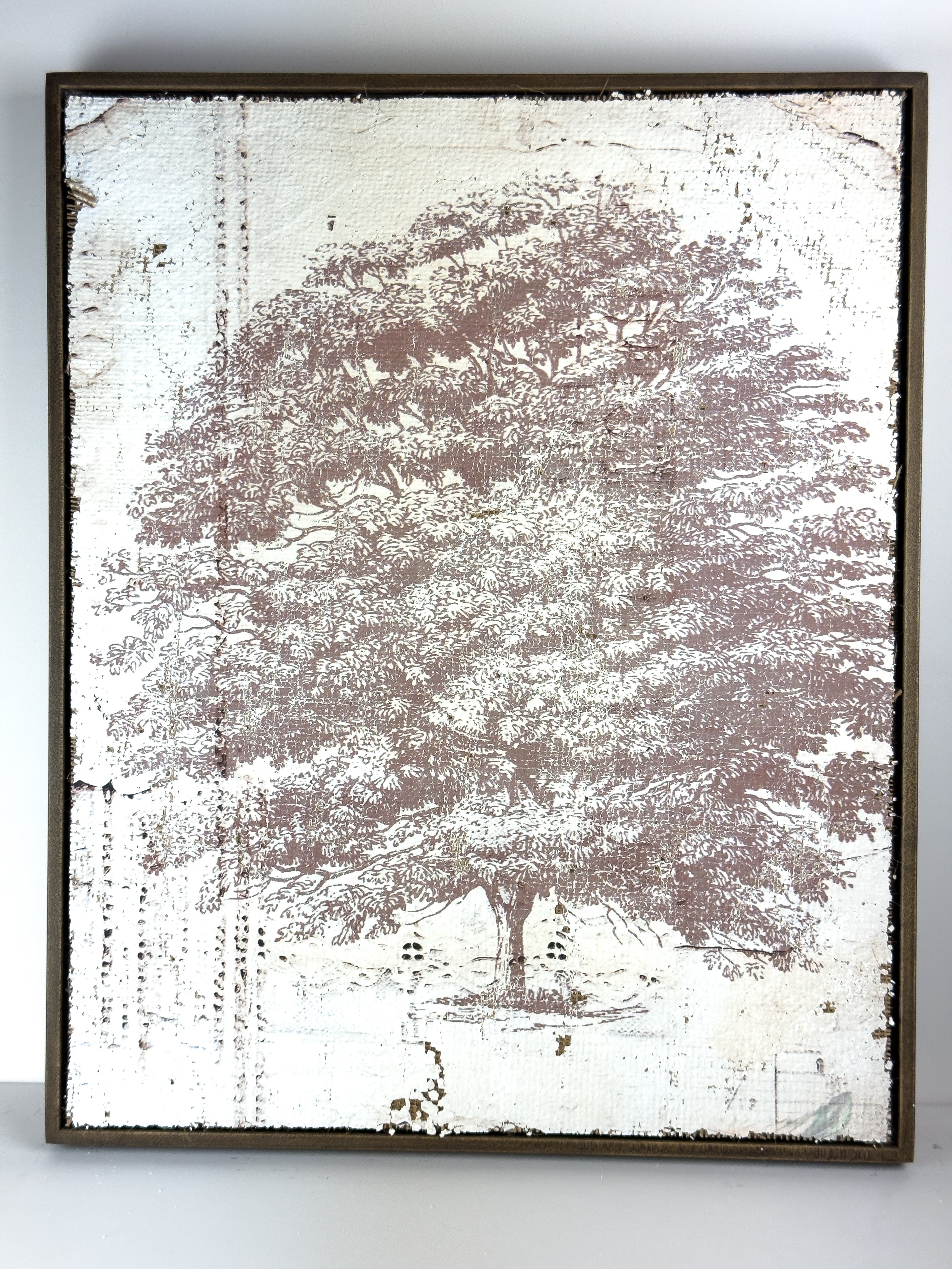 Vintage Ash Tree - Beneath the Ash