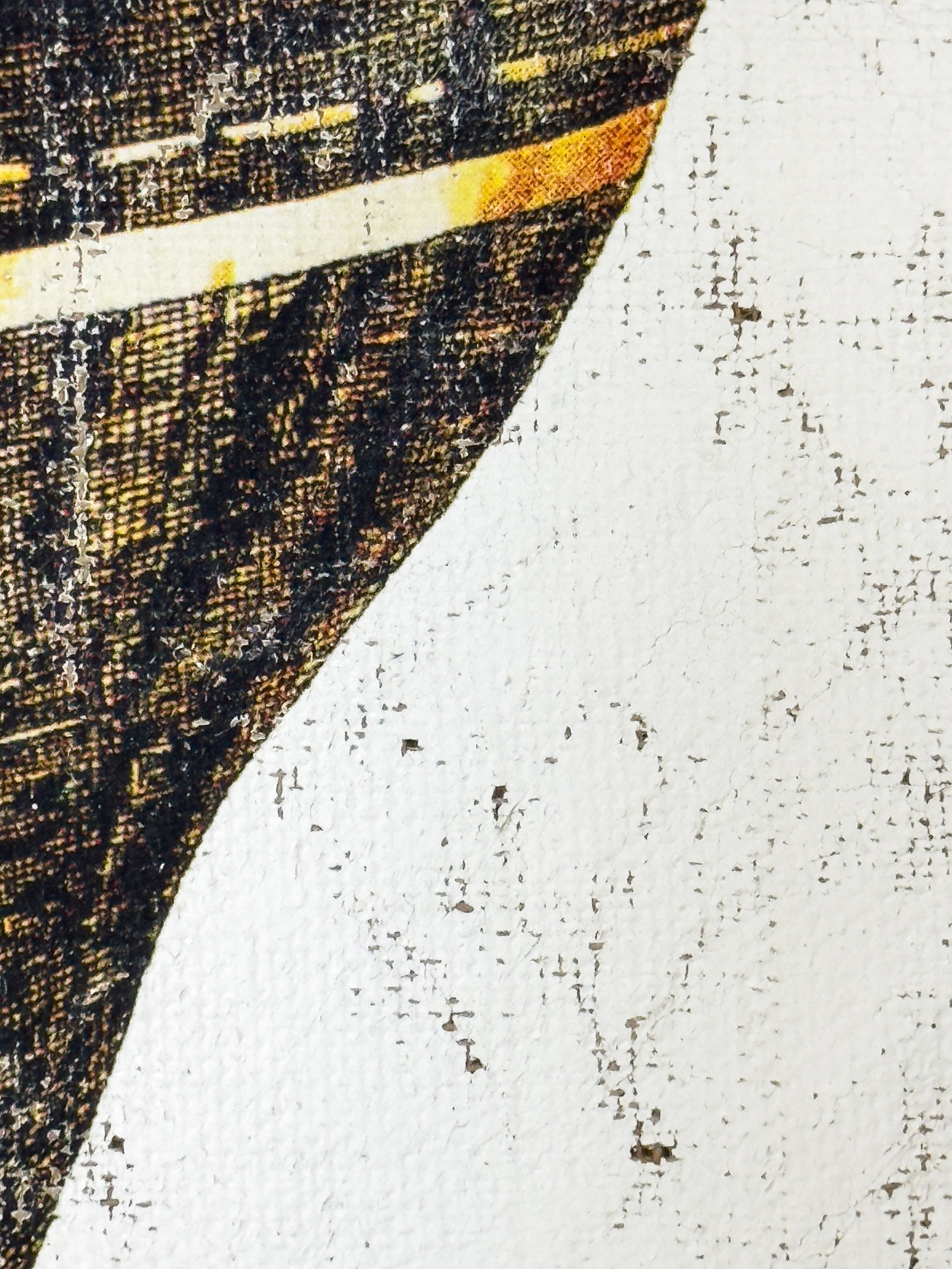 Black and Gold Cone Shell