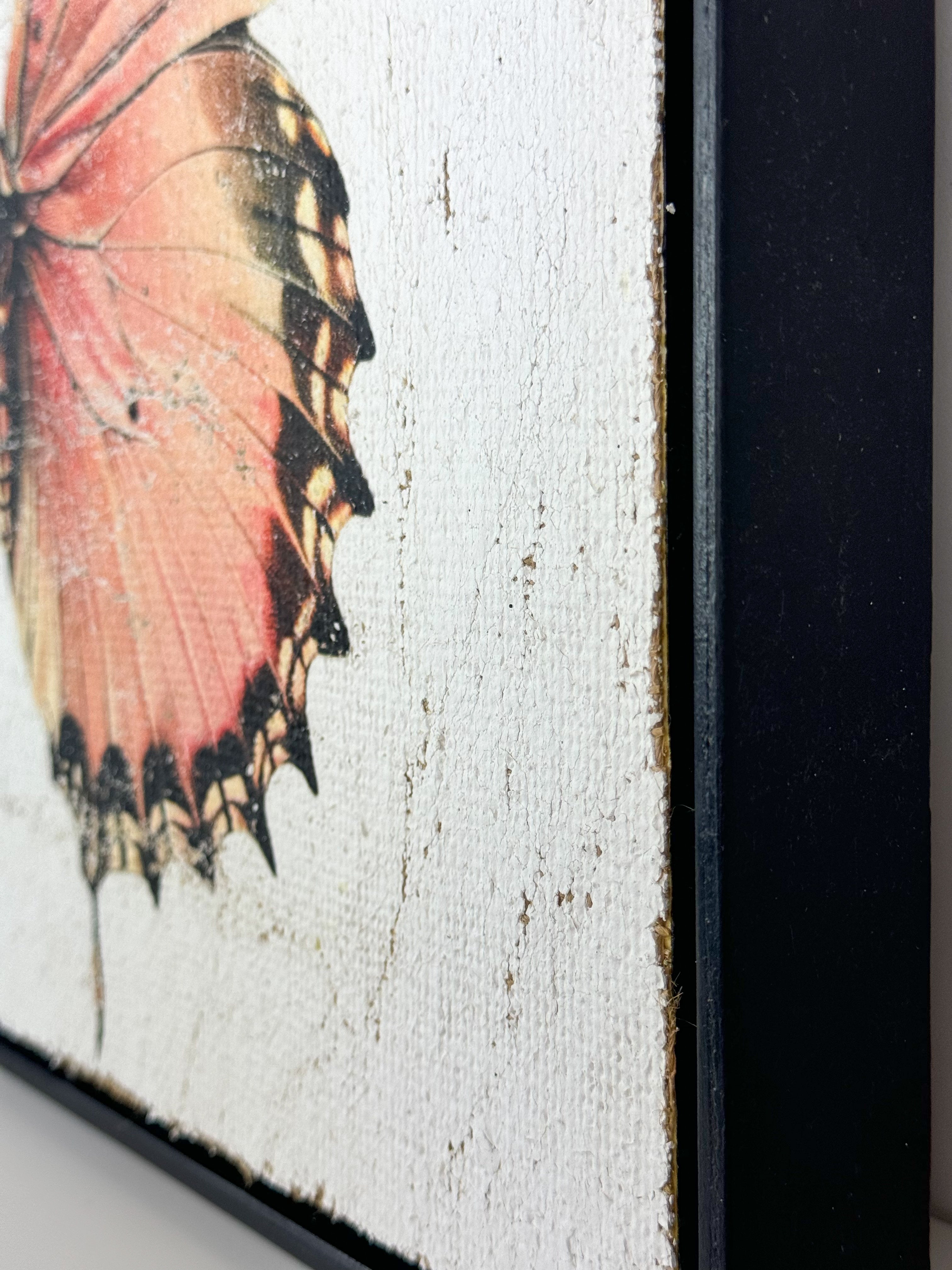 Malay Lacewing Butterfly