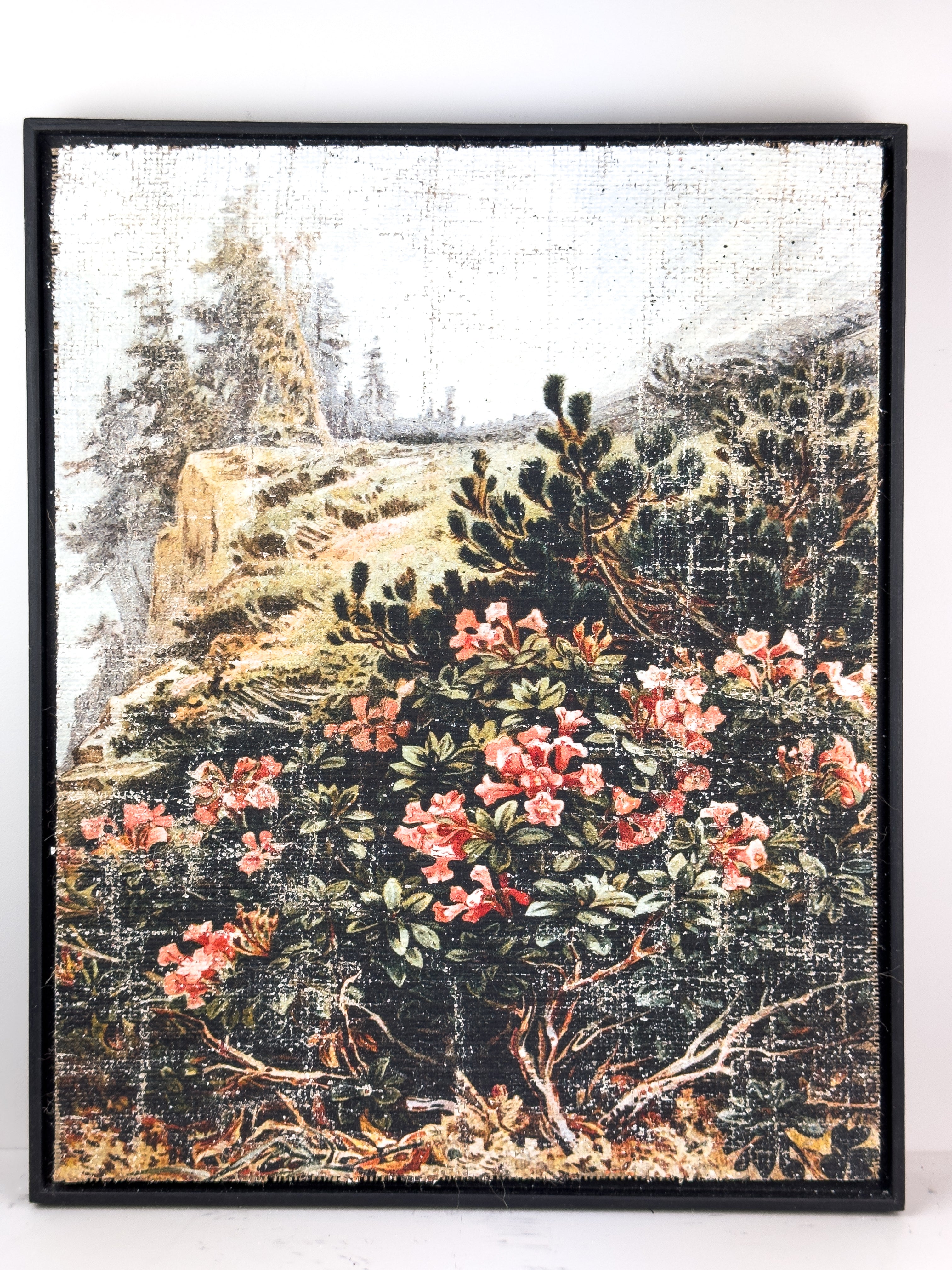 Pink Flowers on a Cliffside