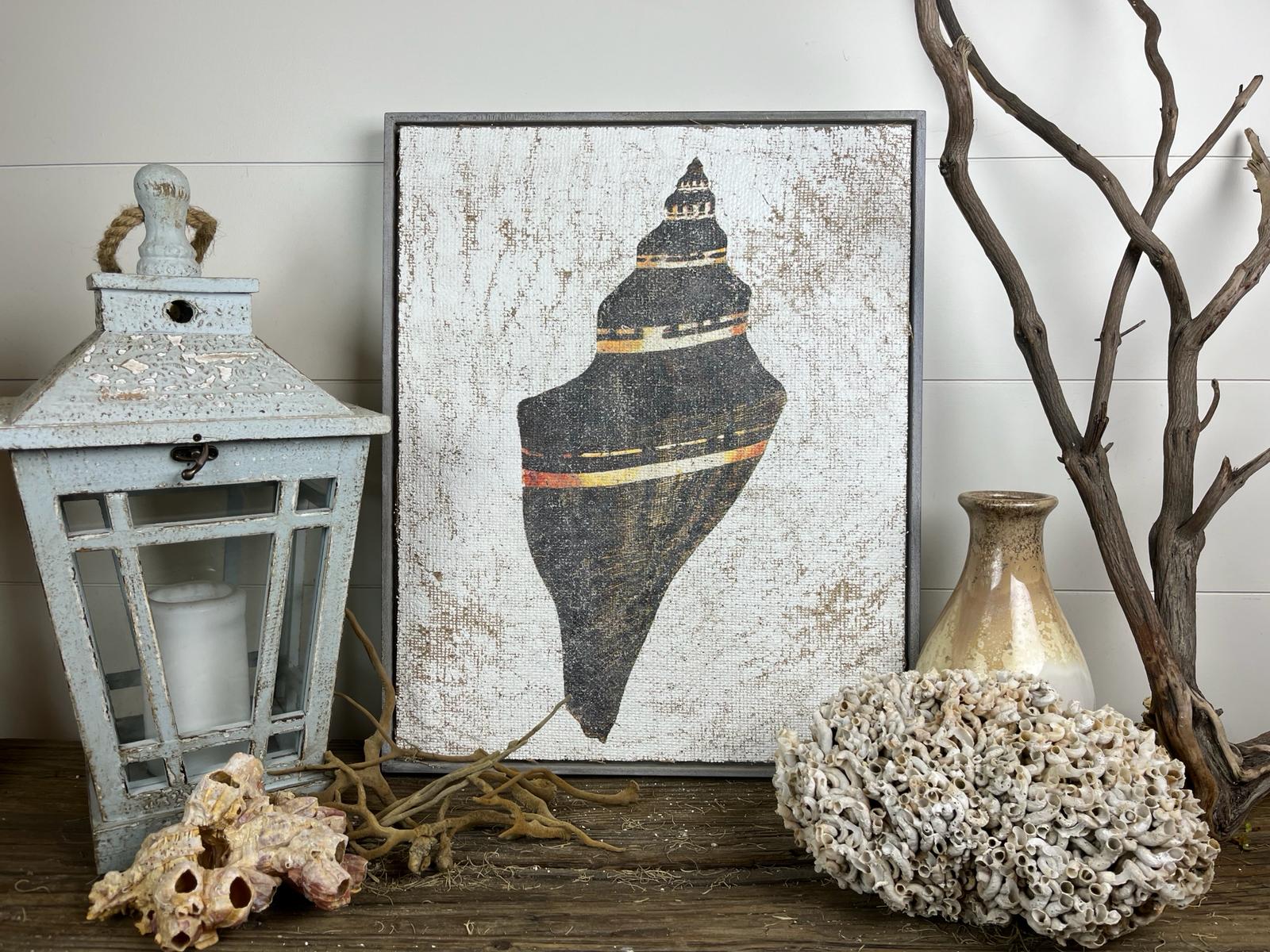Black and Gold Cone Shell