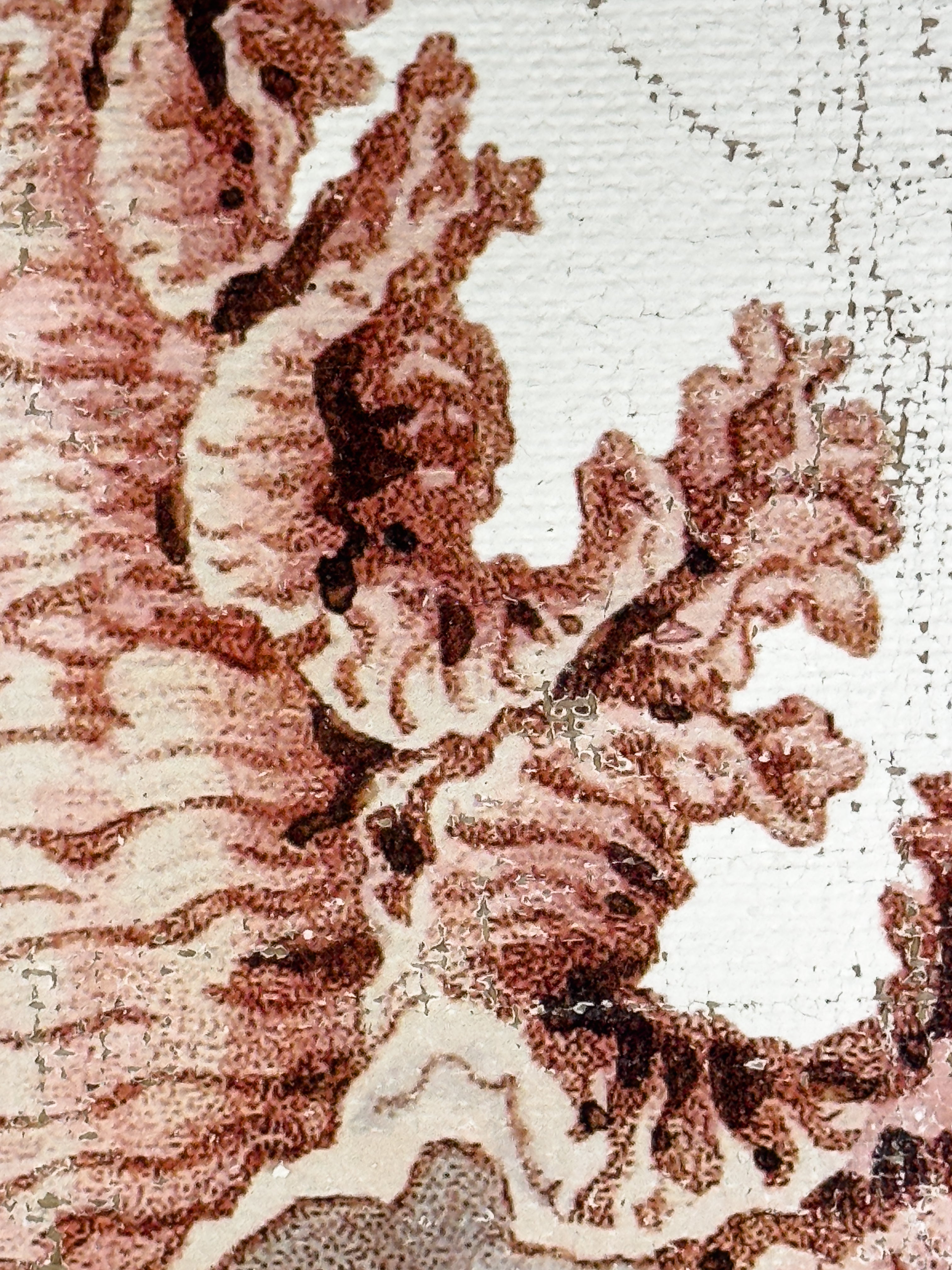 Pink Seashell - Lace Murex