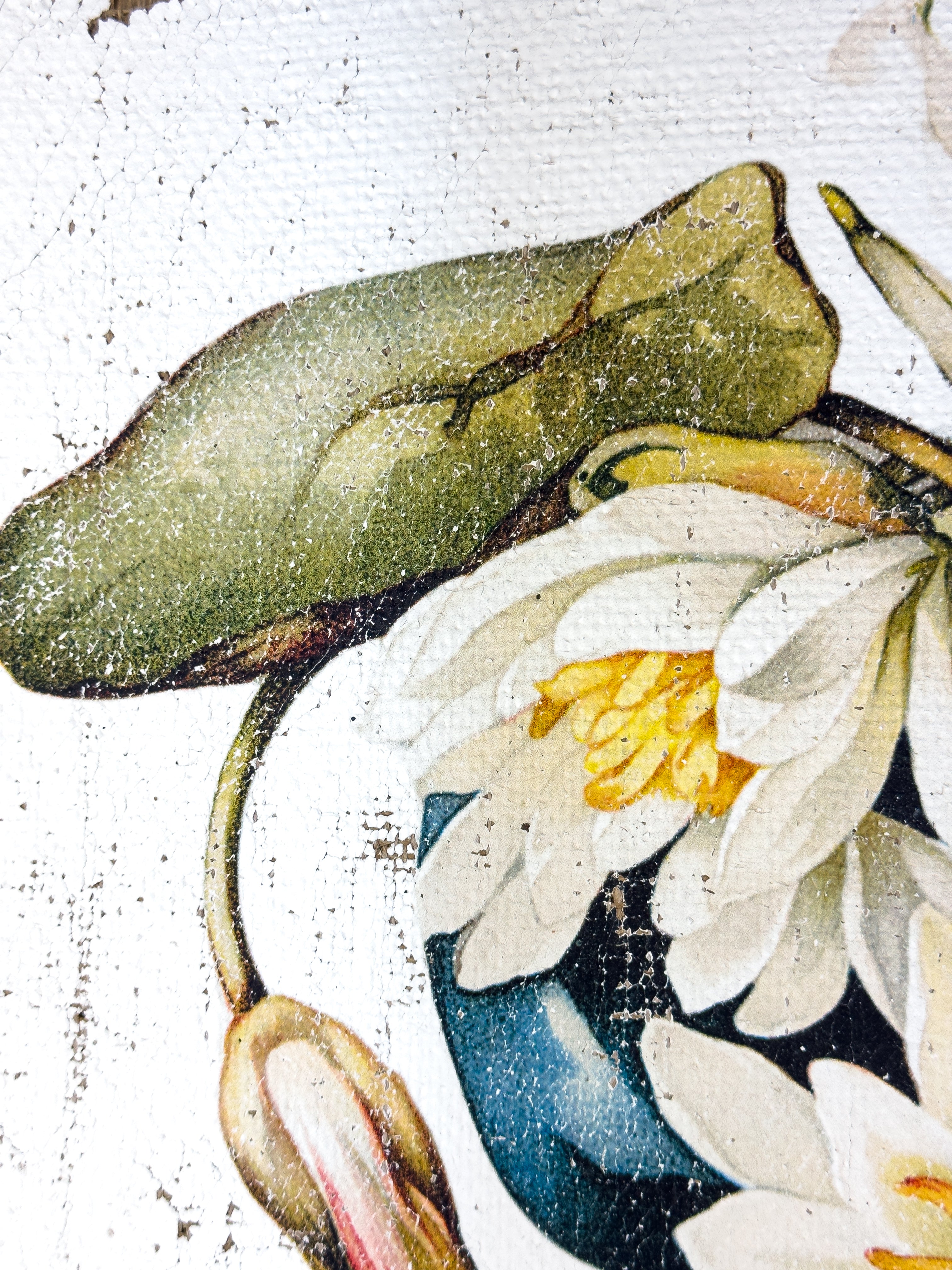 American White Water-Lily