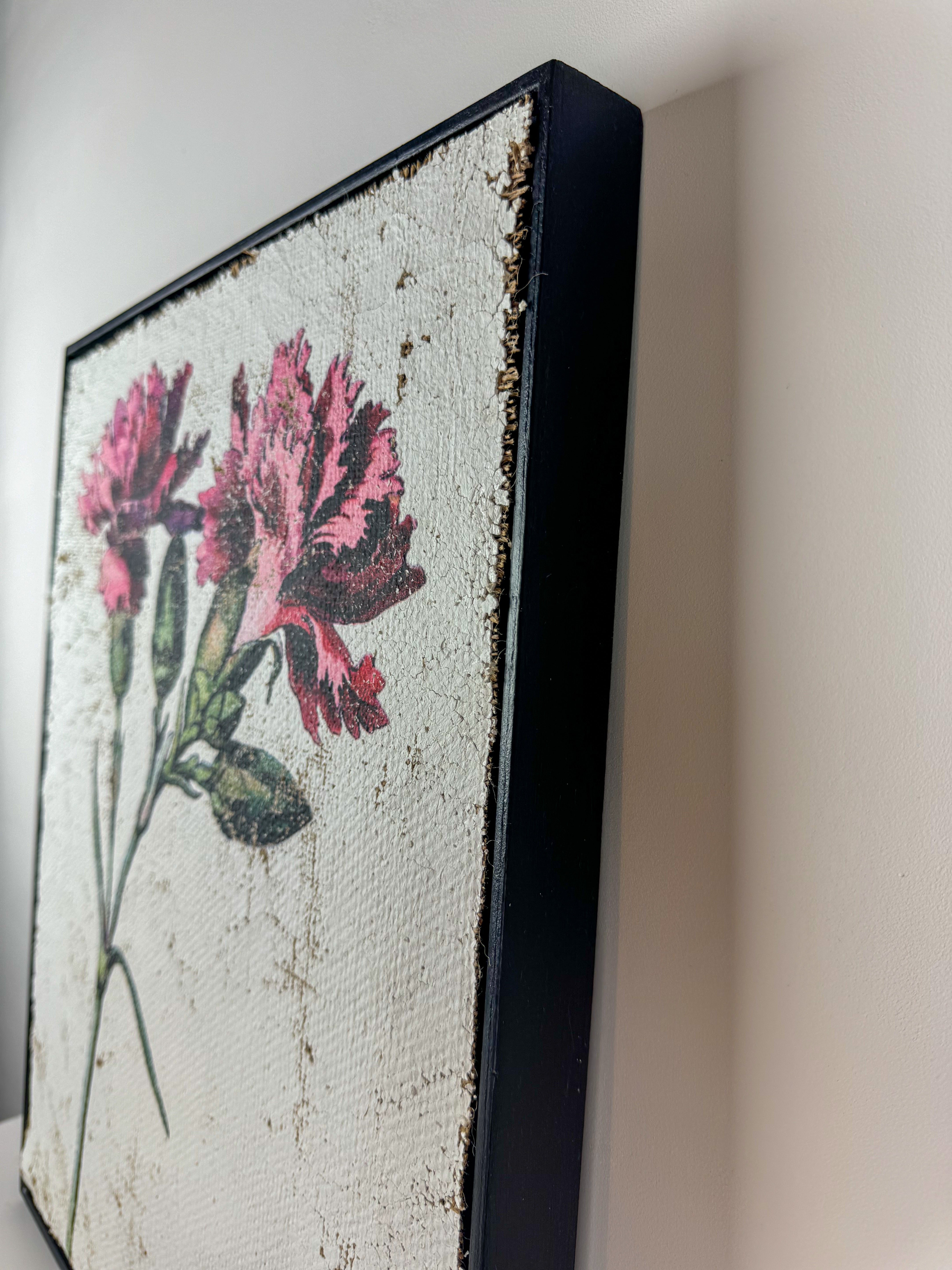 Clove pink carnation