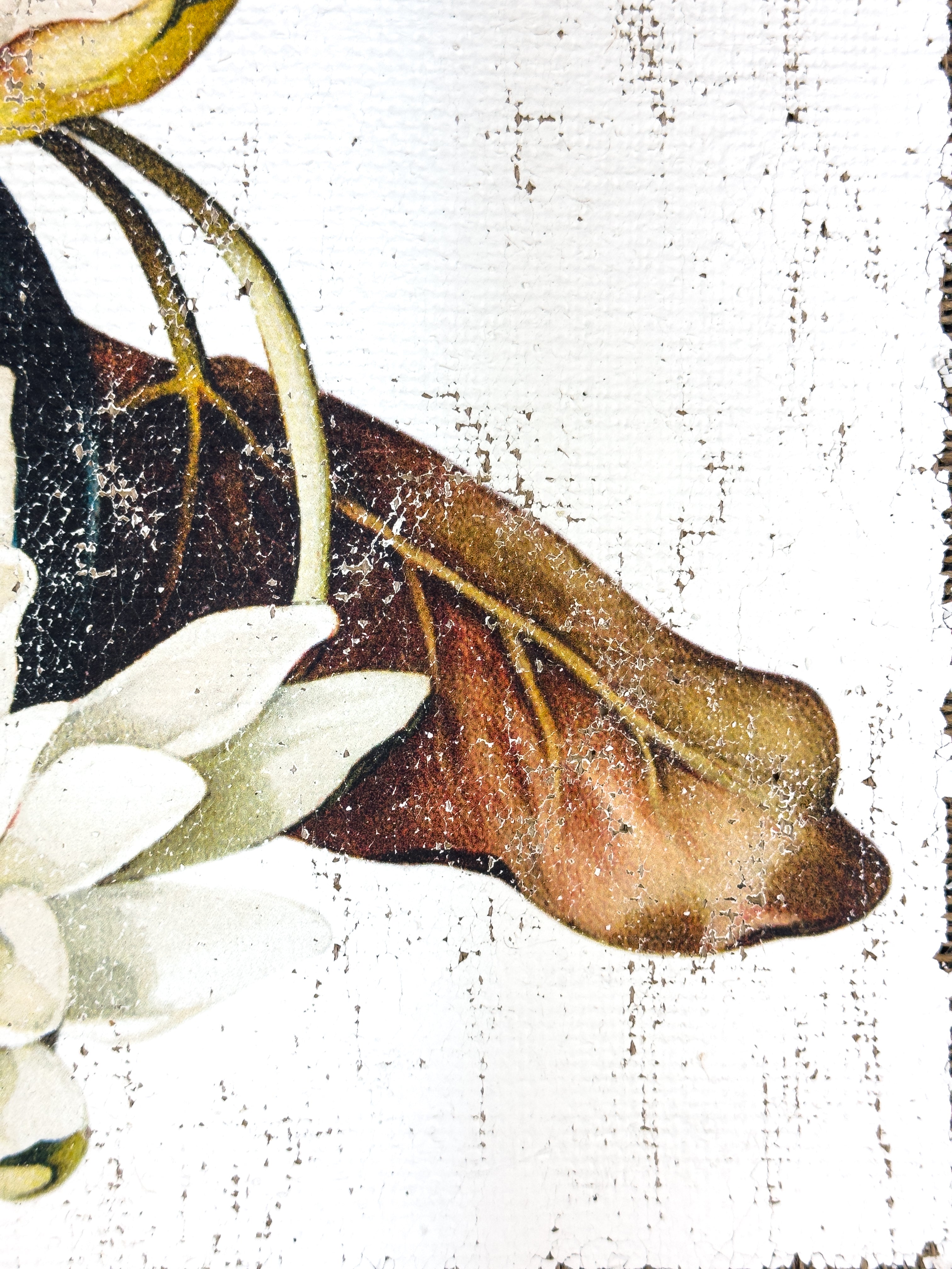 American White Water-Lily