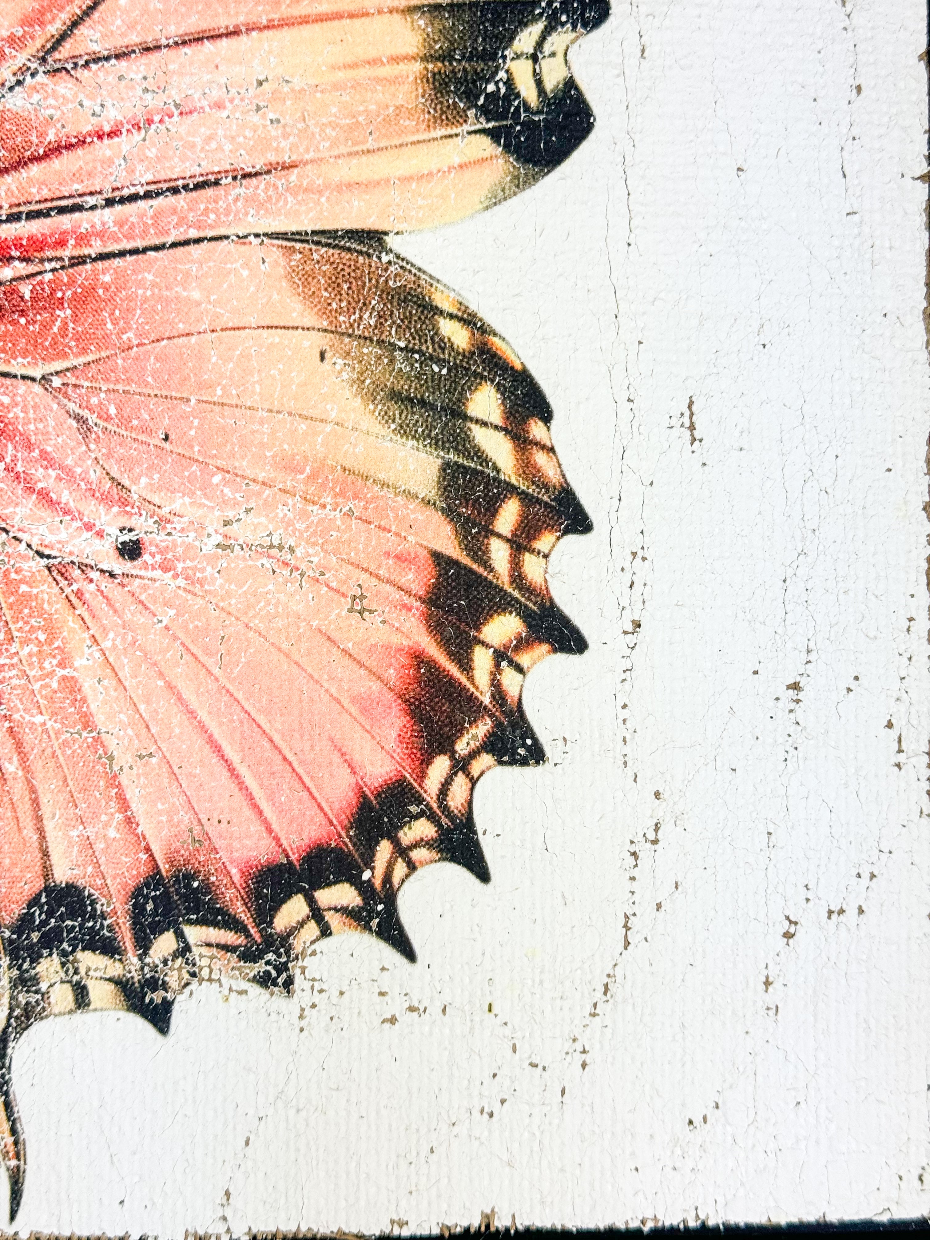 Malay Lacewing Butterfly