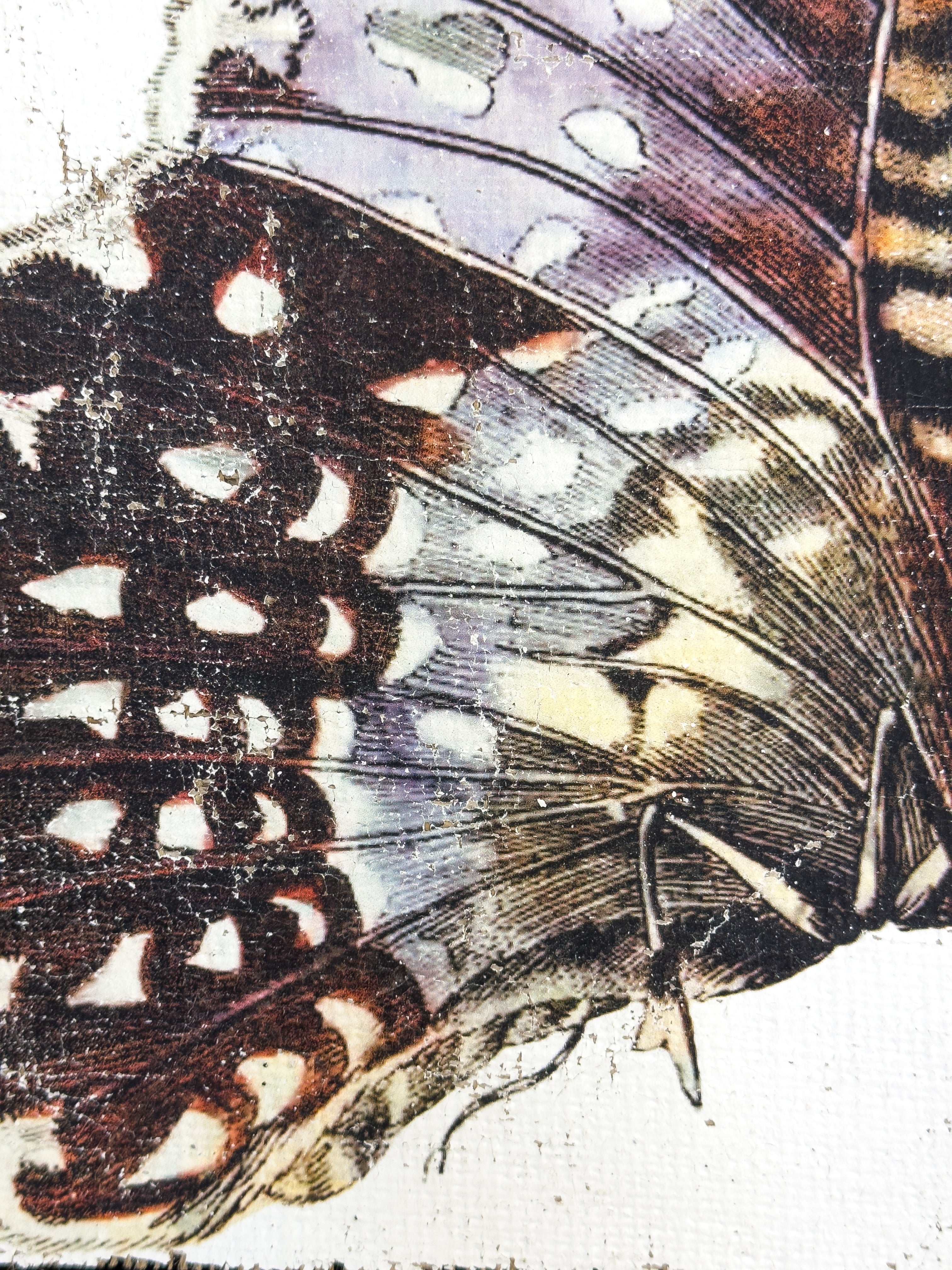 Purple White Witch Moth