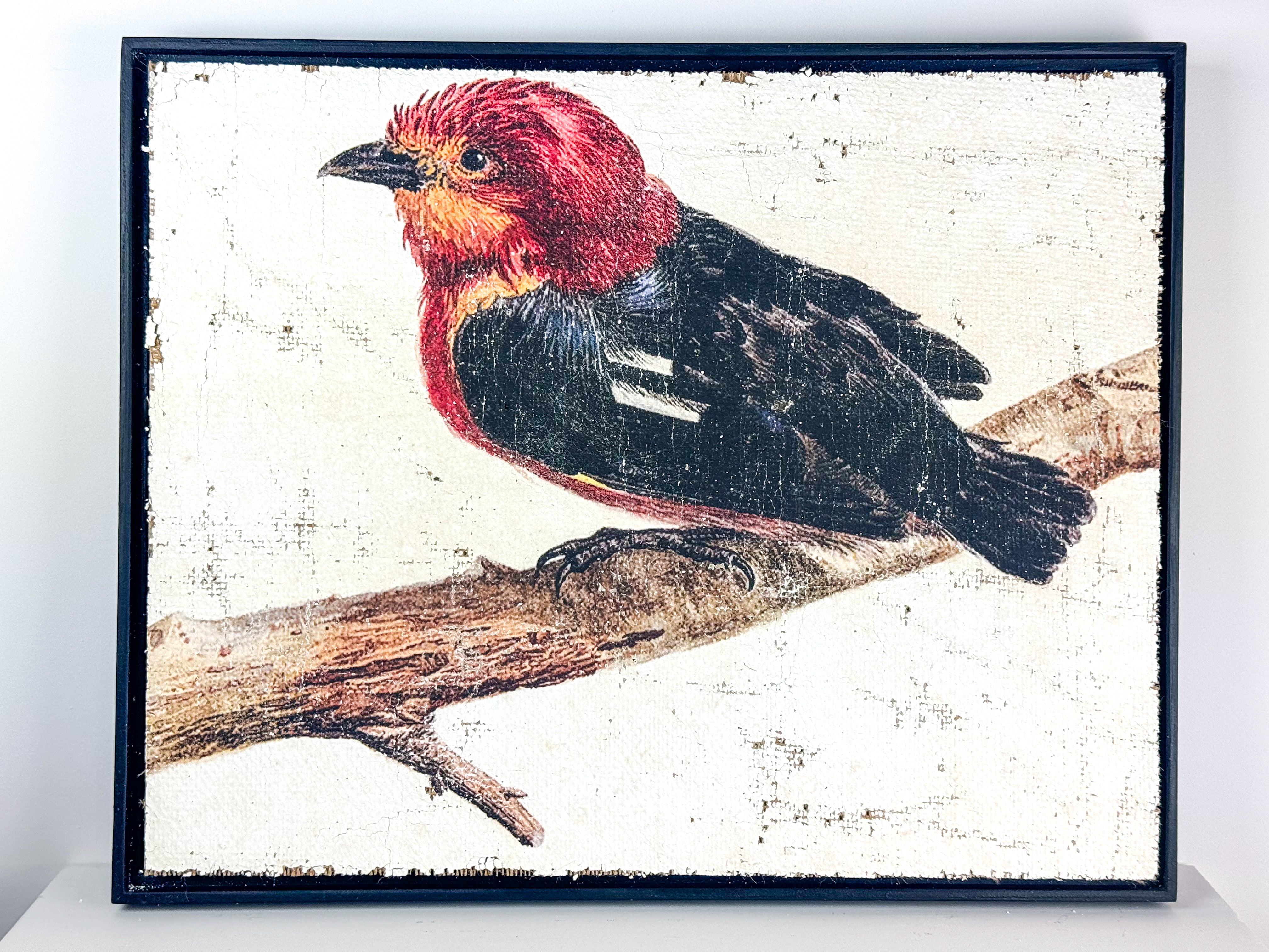 Red and Black Bird - Crimson Perch