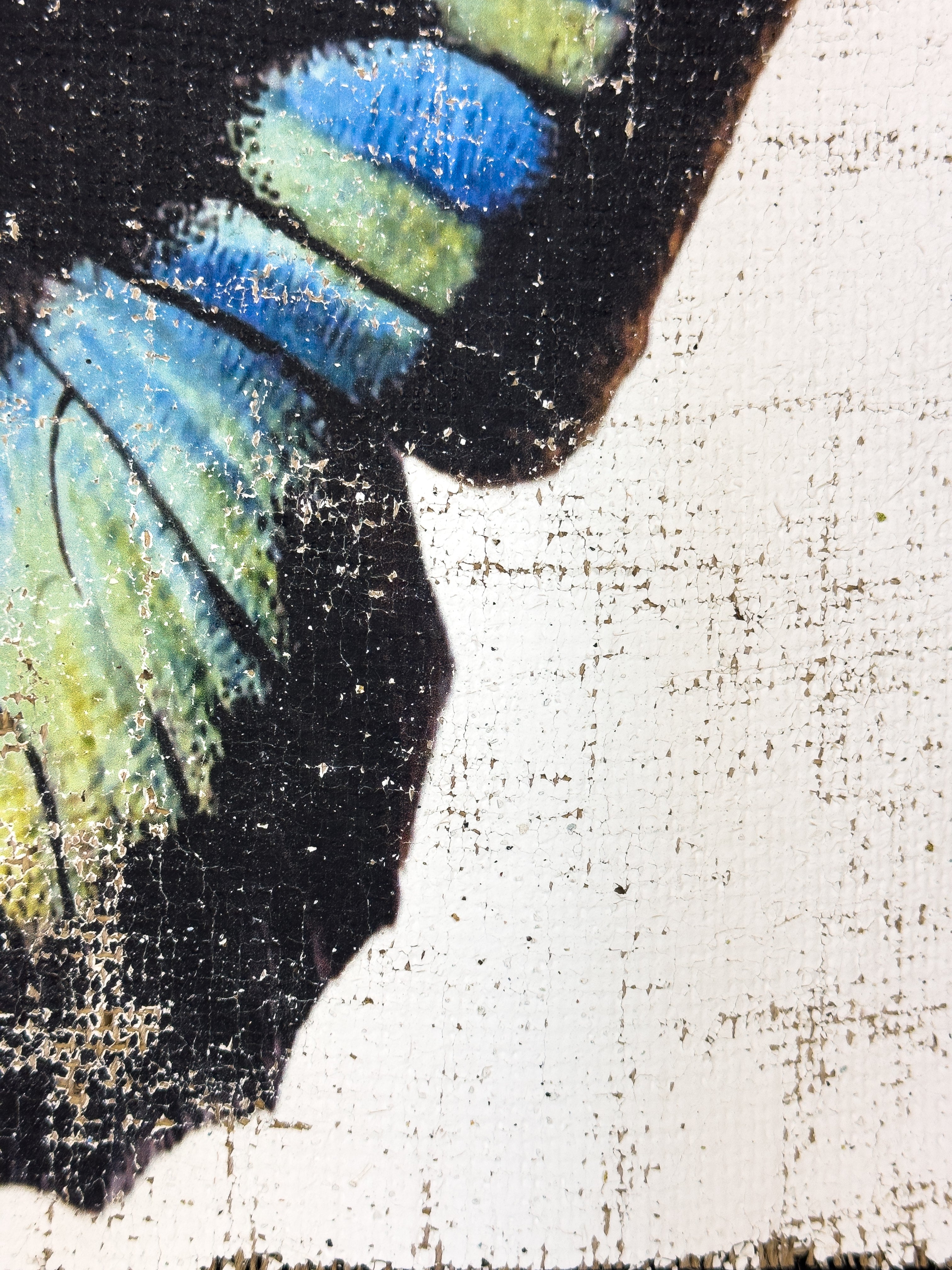 Blue Green Butterfly