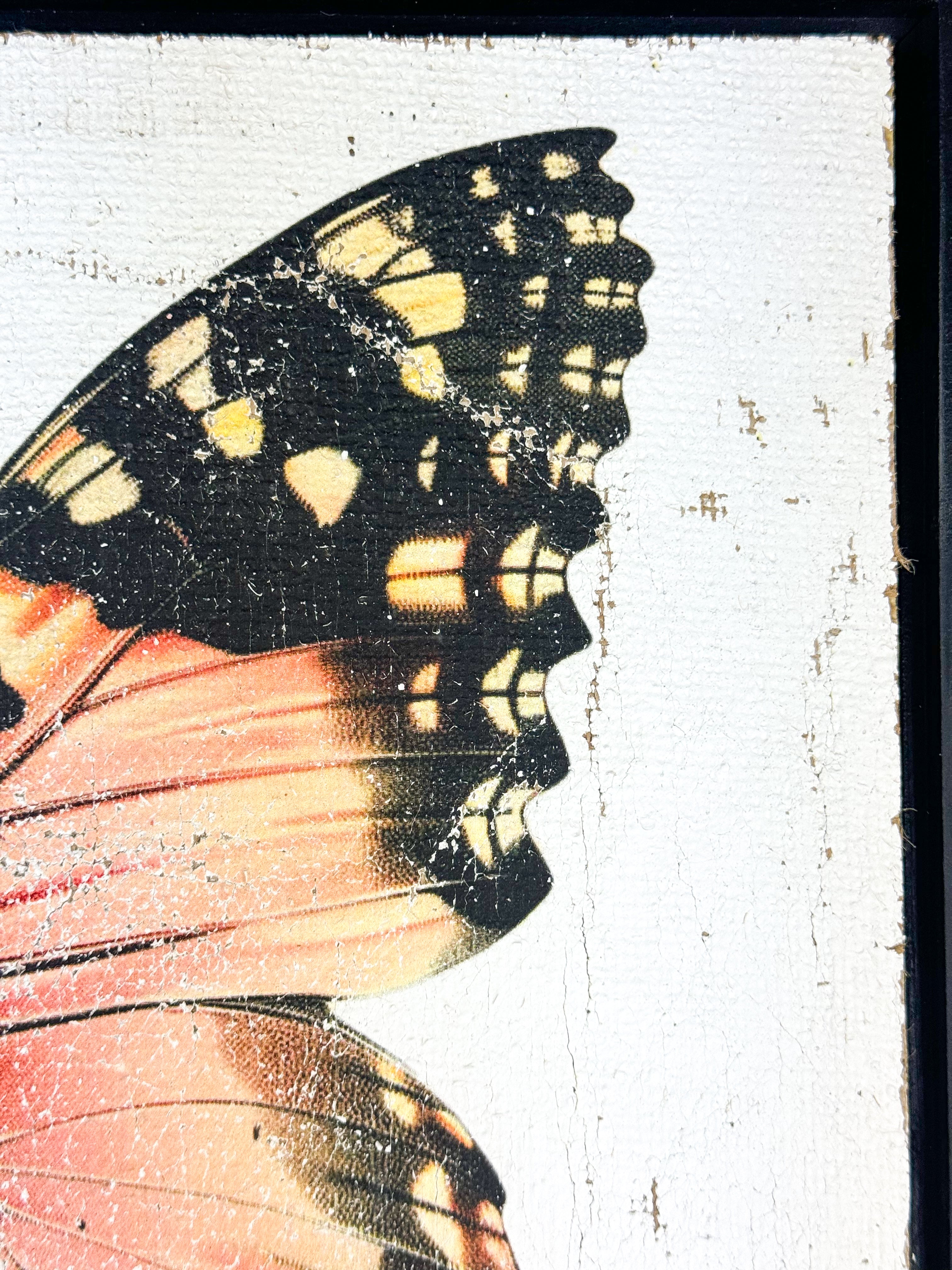 Malay Lacewing Butterfly