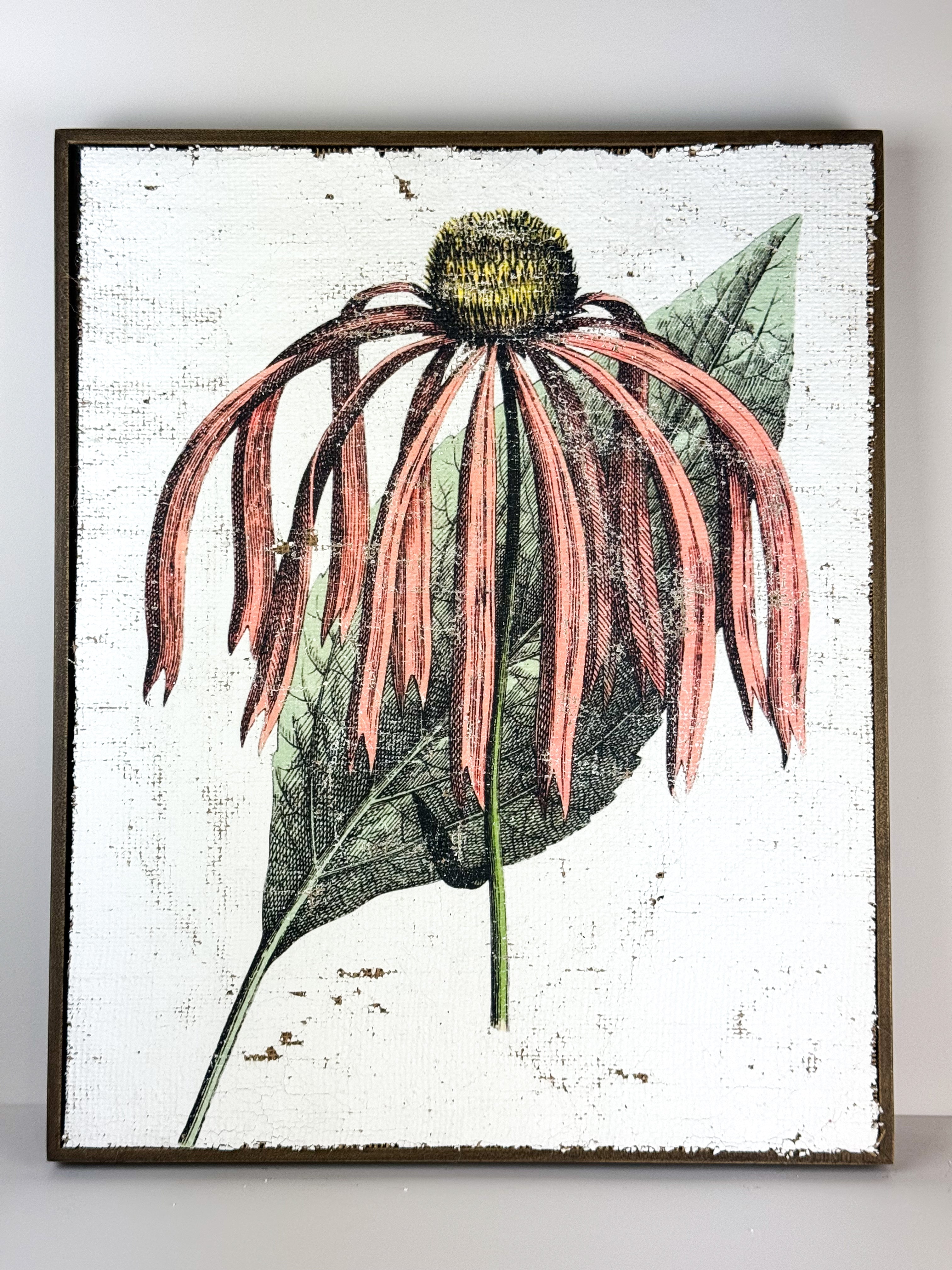 Pink Coneflower