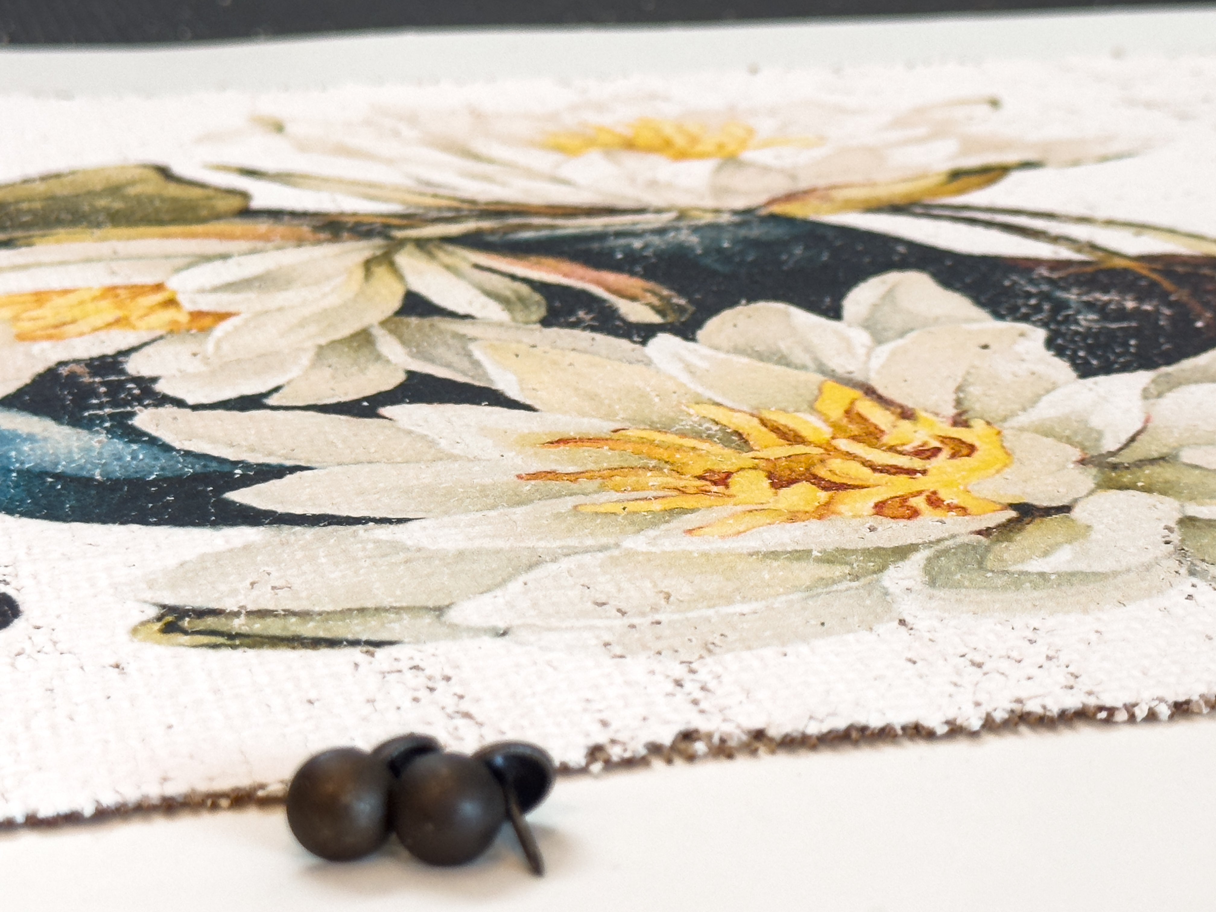 American White Water-Lily