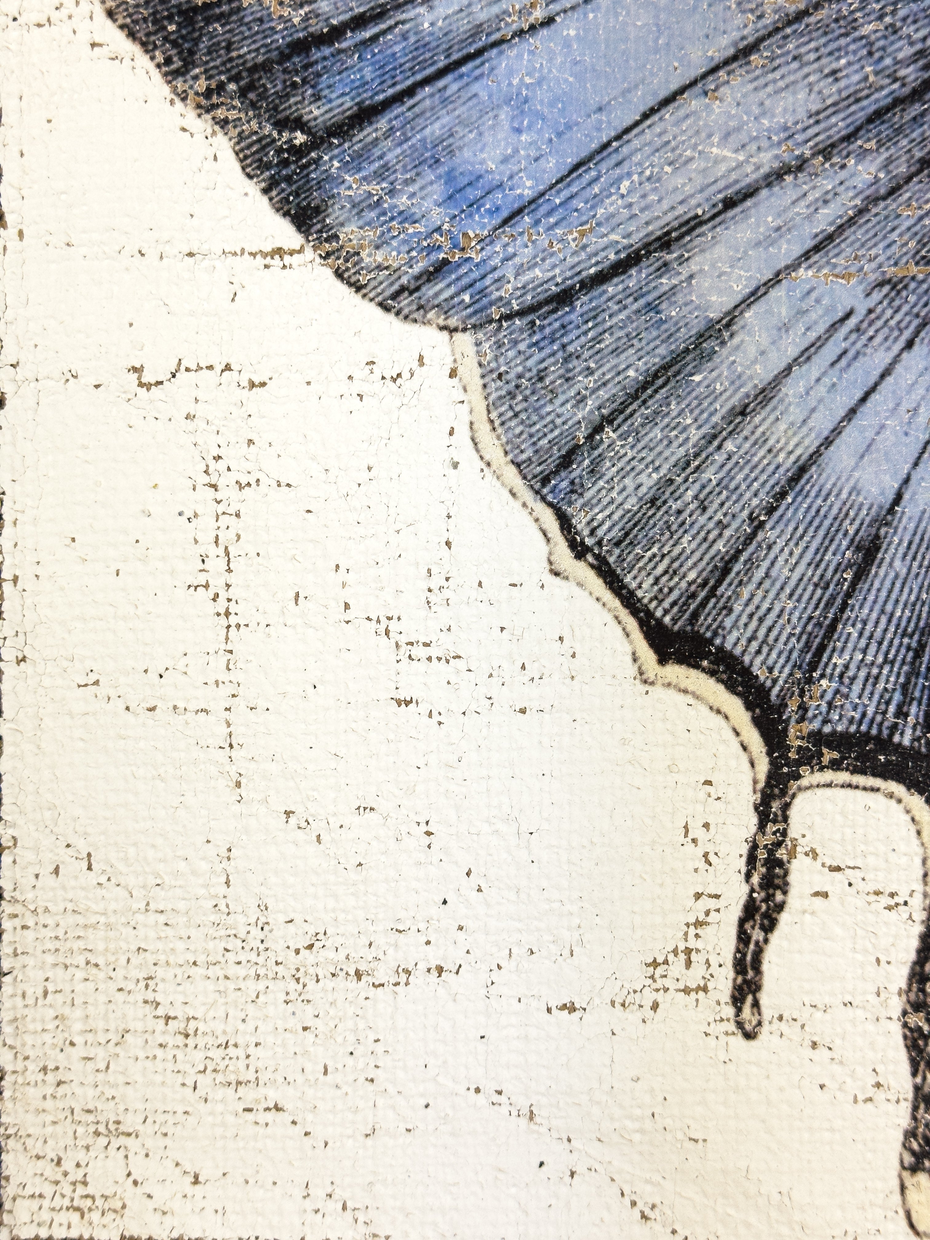 Redspot Gossamer-winged Butterfly