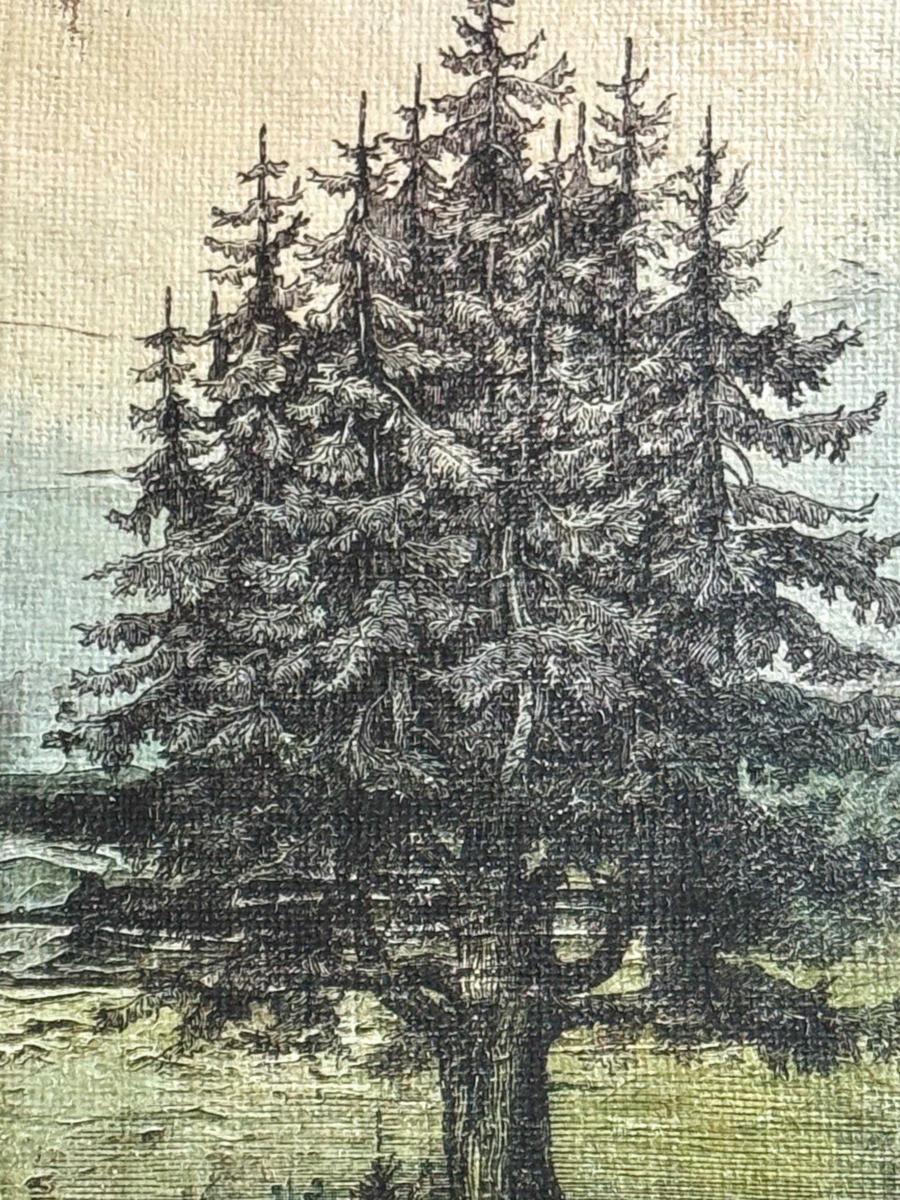 Norway Spruce