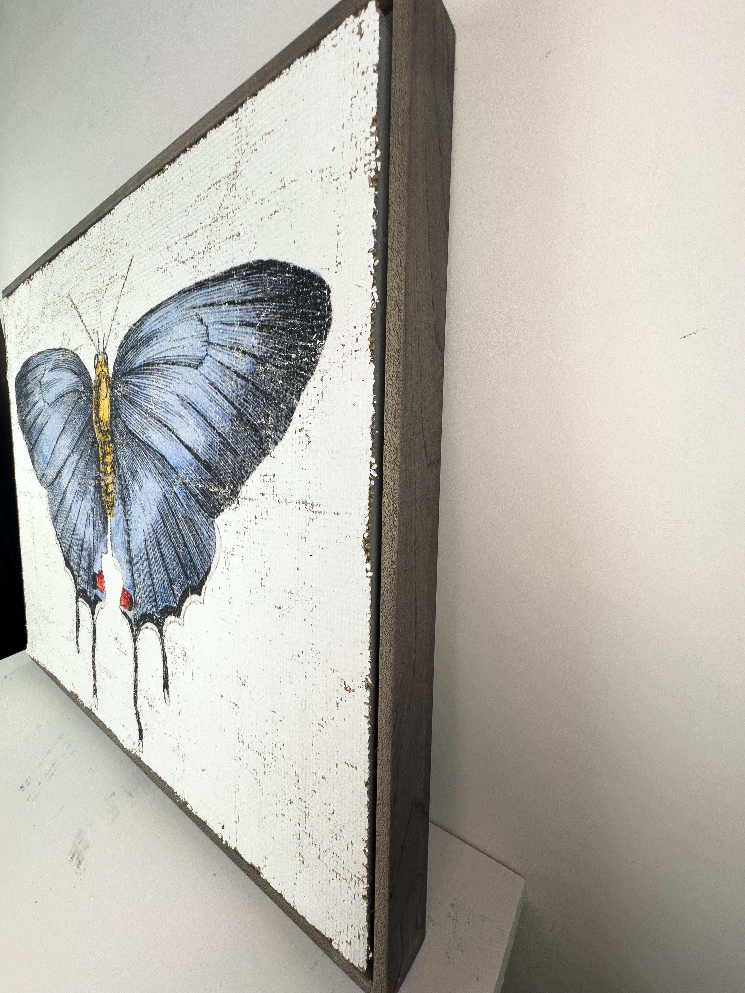 Redspot Gossamer-winged Butterfly