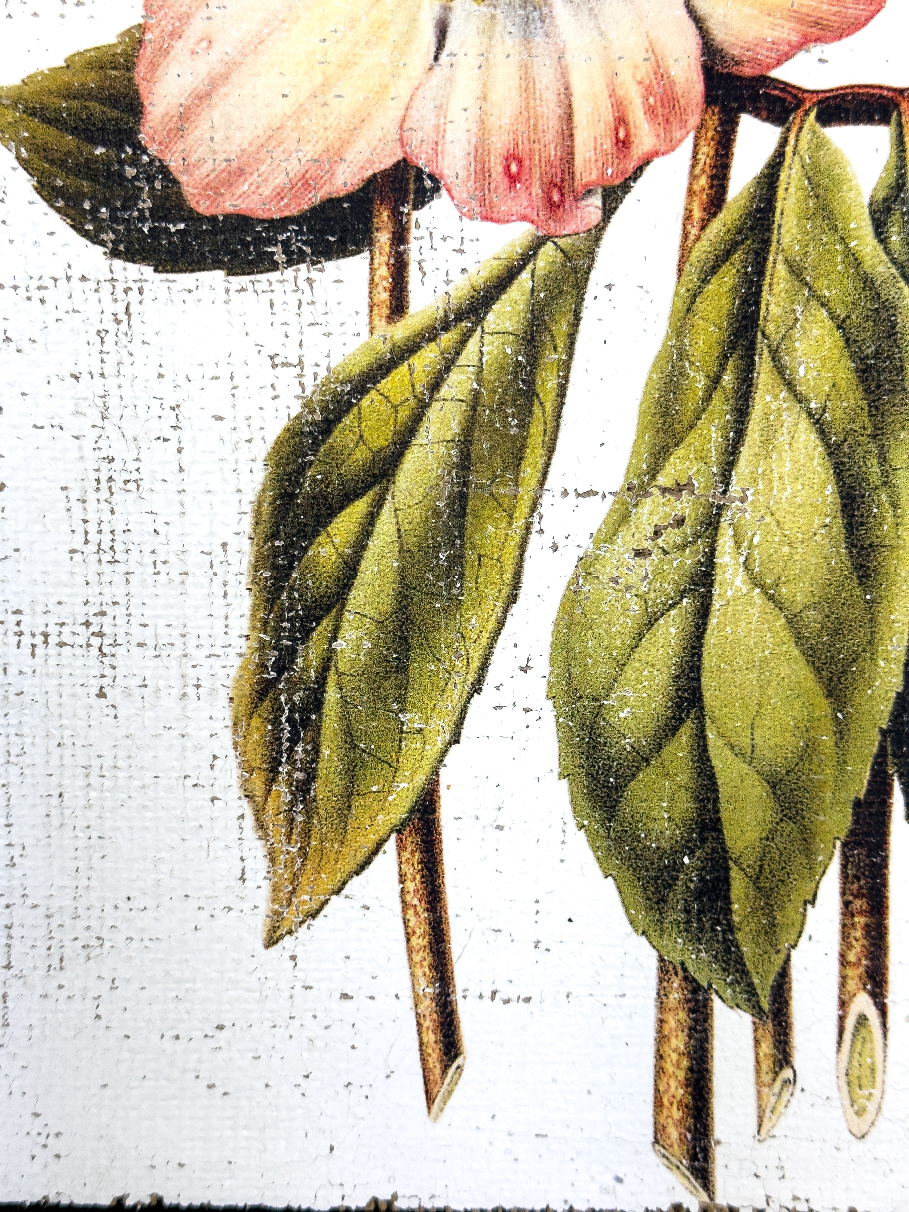 Pink and Cream Flowers - Winter's Jewel