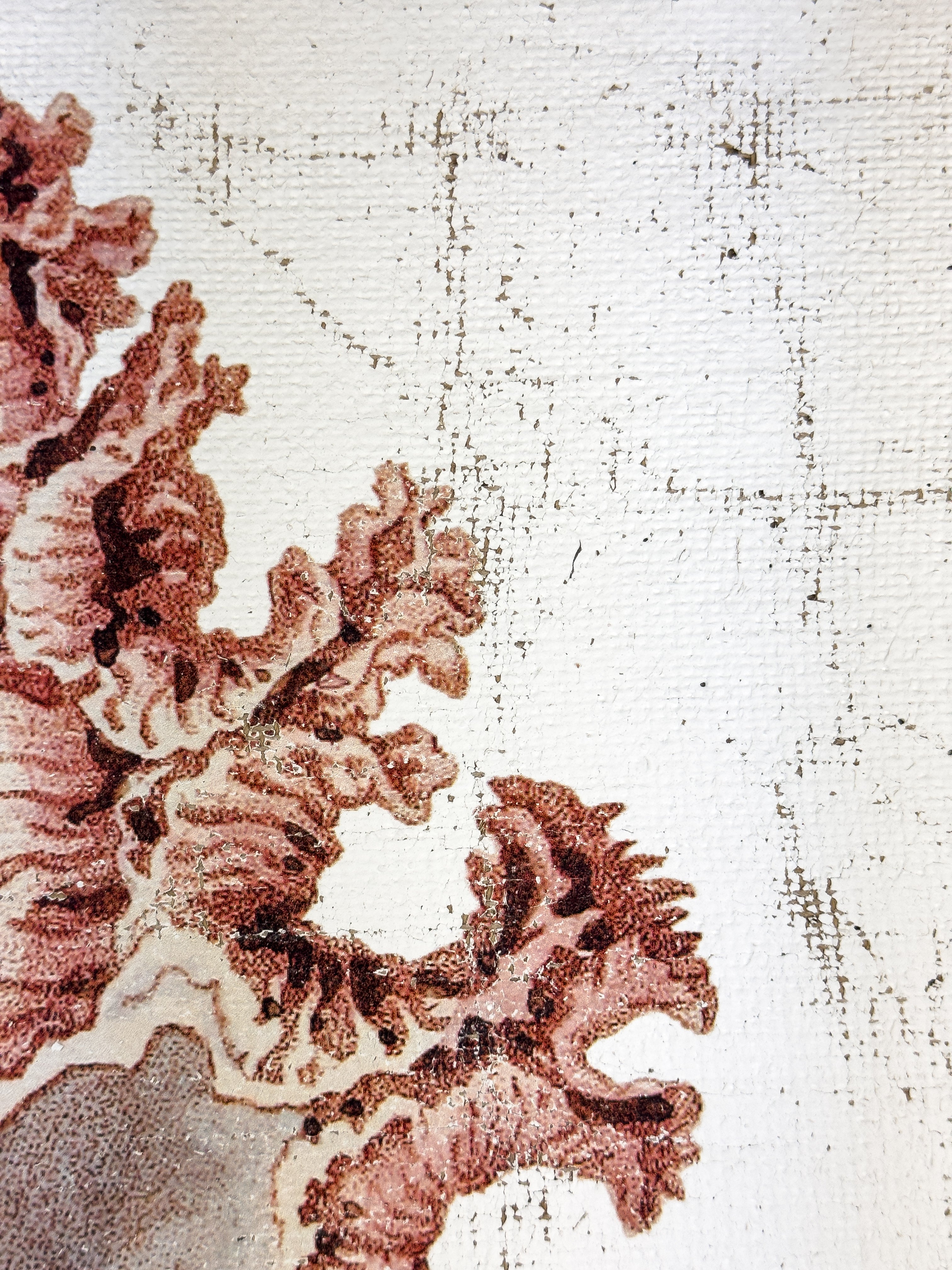 Pink Seashell - Lace Murex