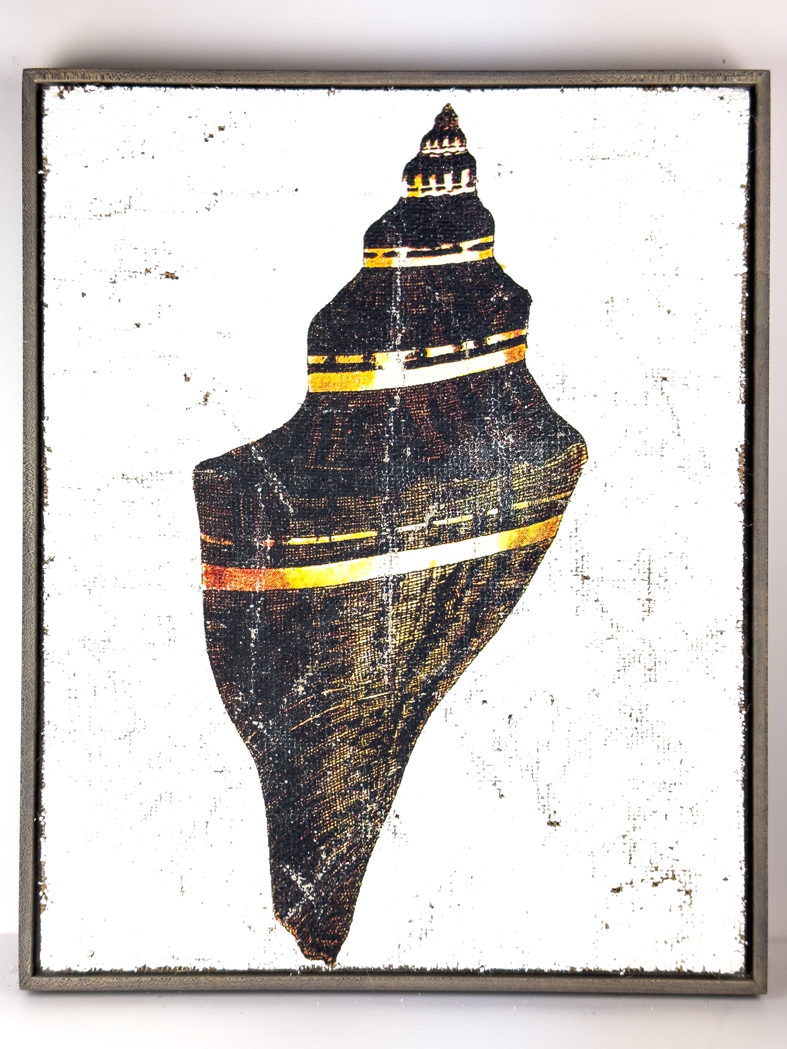 Black and Gold Cone Shell