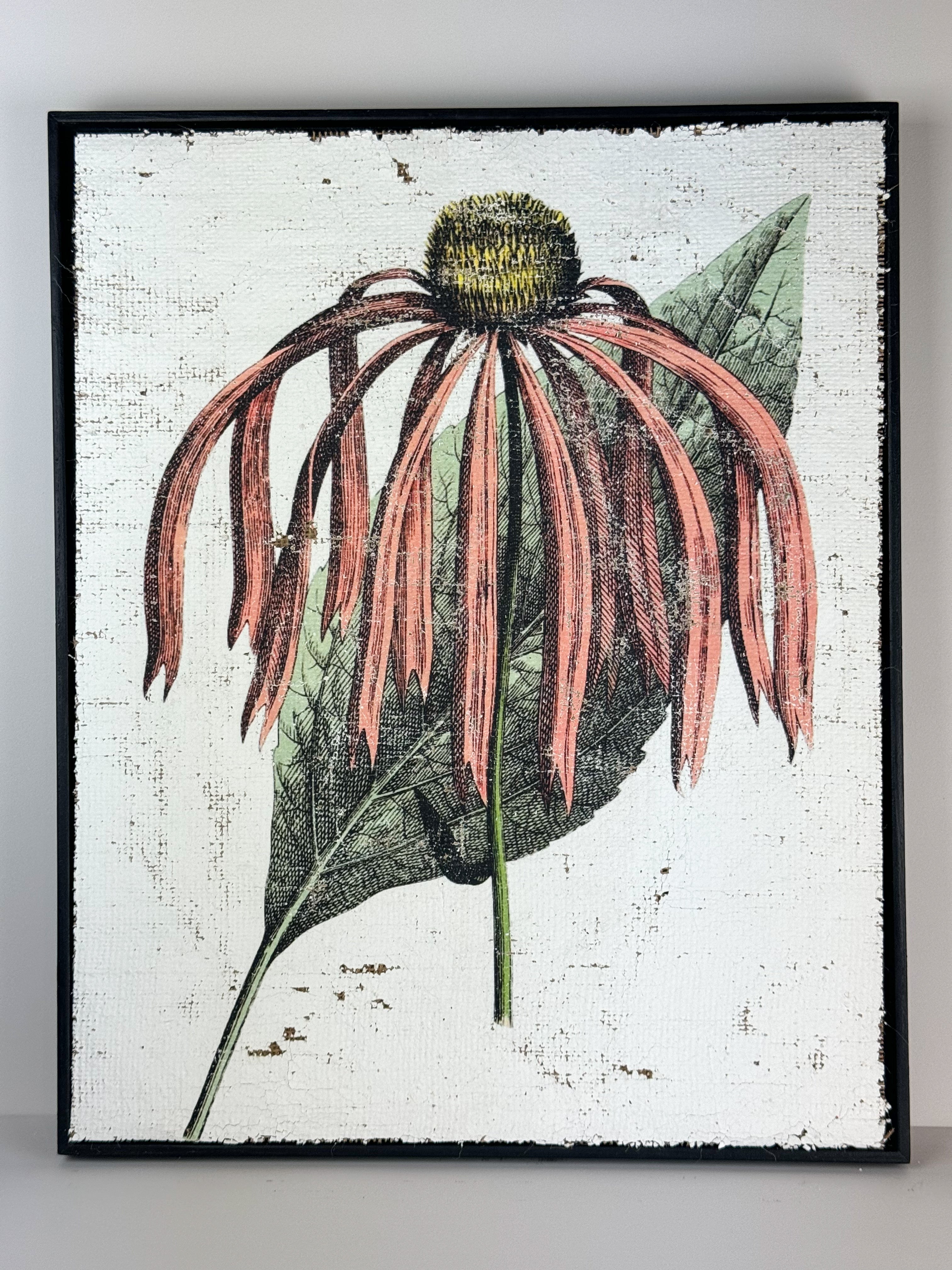 Pink Coneflower