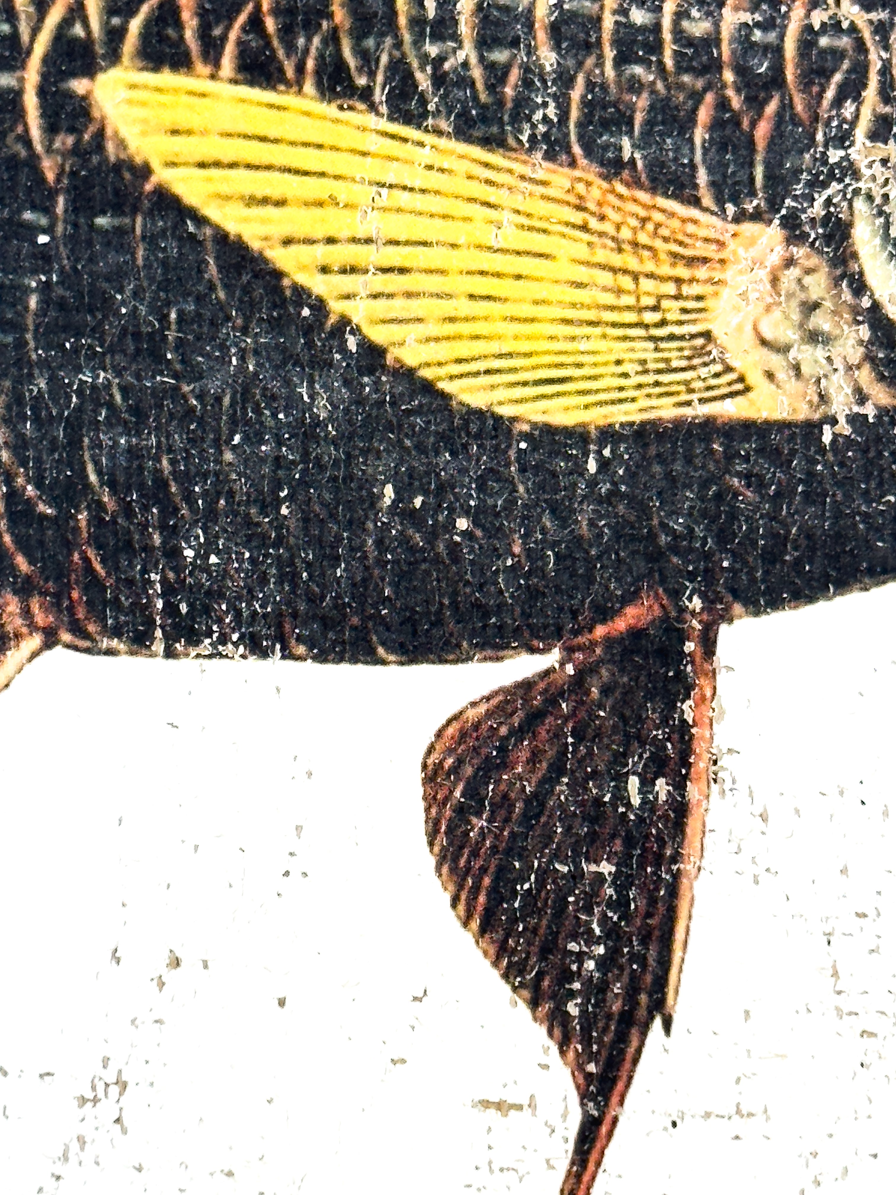 Orange and Black Fish